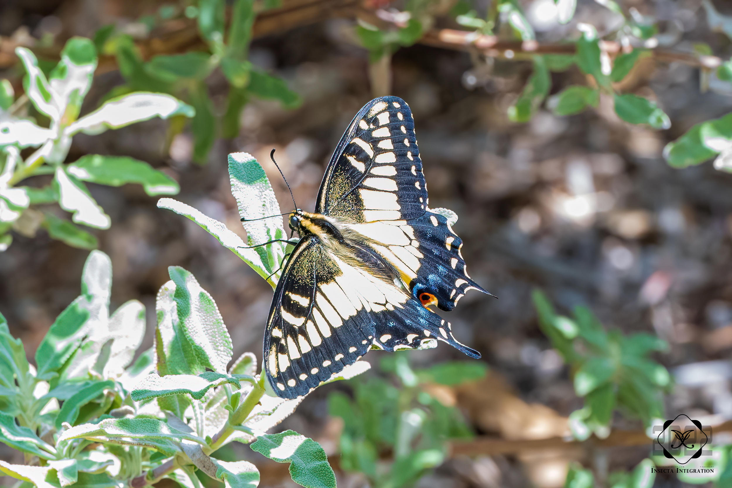 择丽凤蝶 Papilio zelicaon HNH1