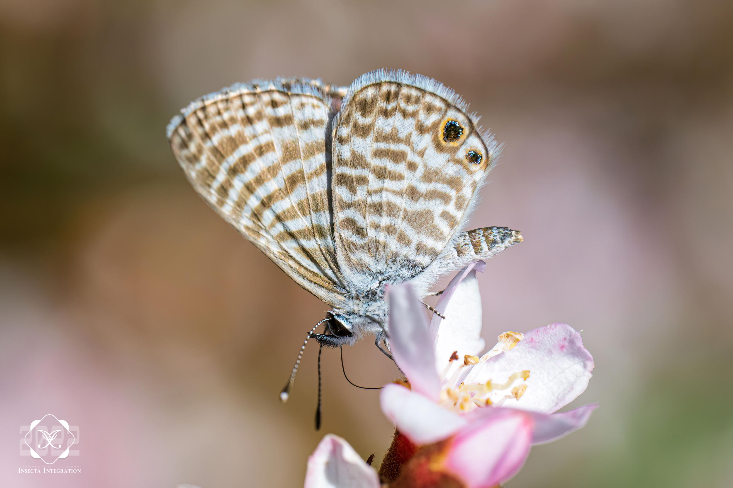 Read more about the article 马莉细灰蝶 Leptotes marina