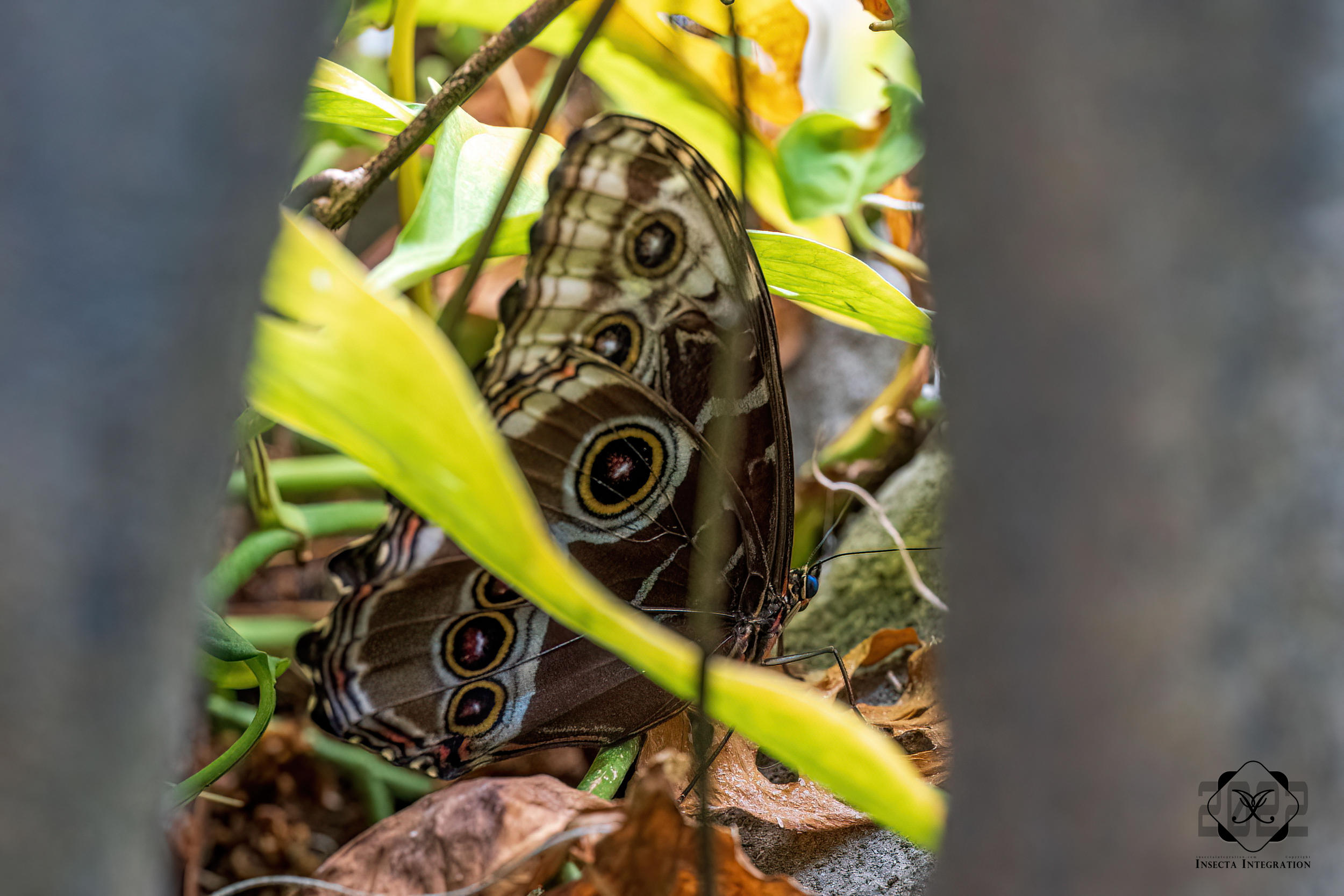 海伦闪蝶 Morpho helenor – IISDW