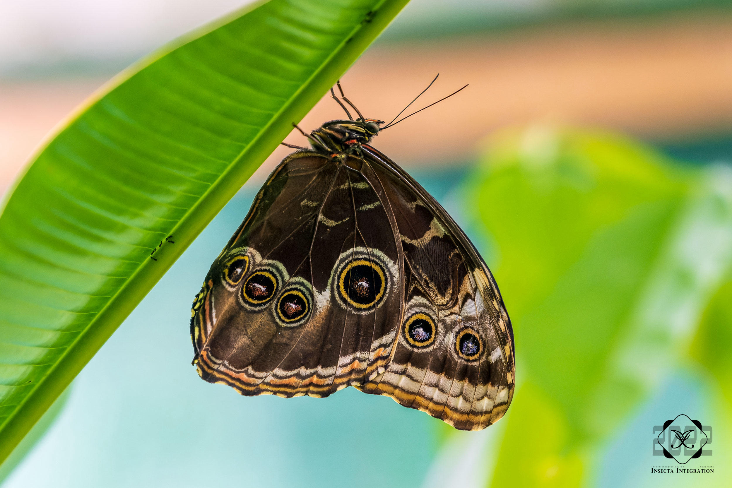 海伦闪蝶 Morpho helenor – IISDW