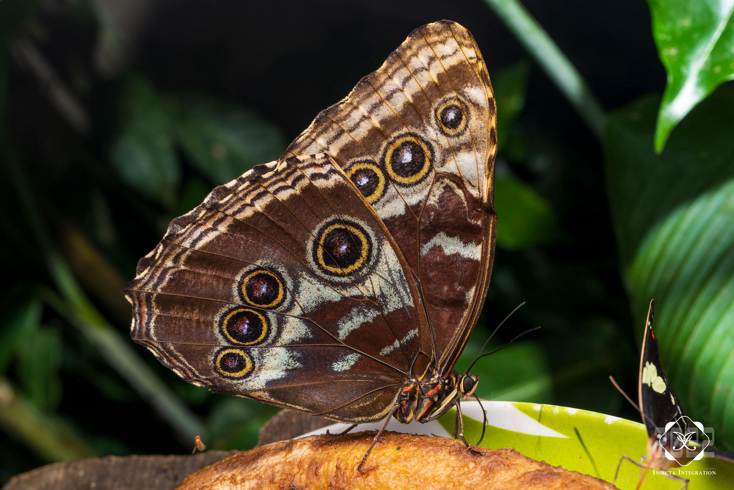 闪蝶属 Morpho – IISDW