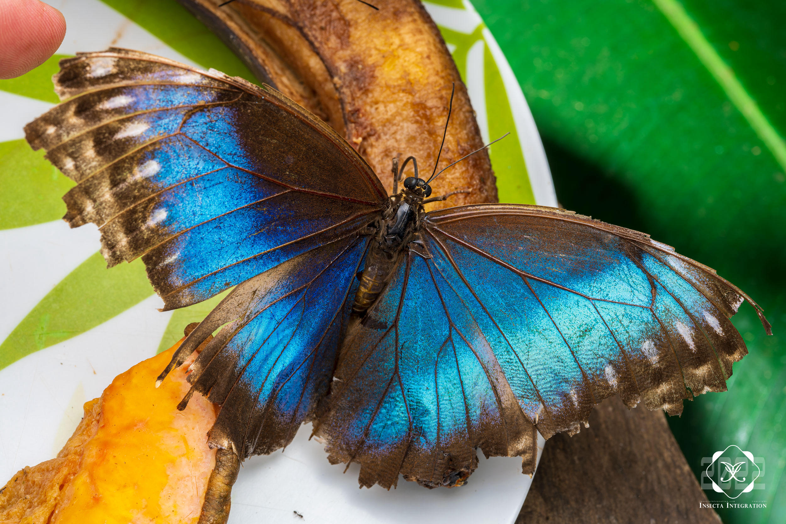 海伦闪蝶 Morpho helenor – IISDW