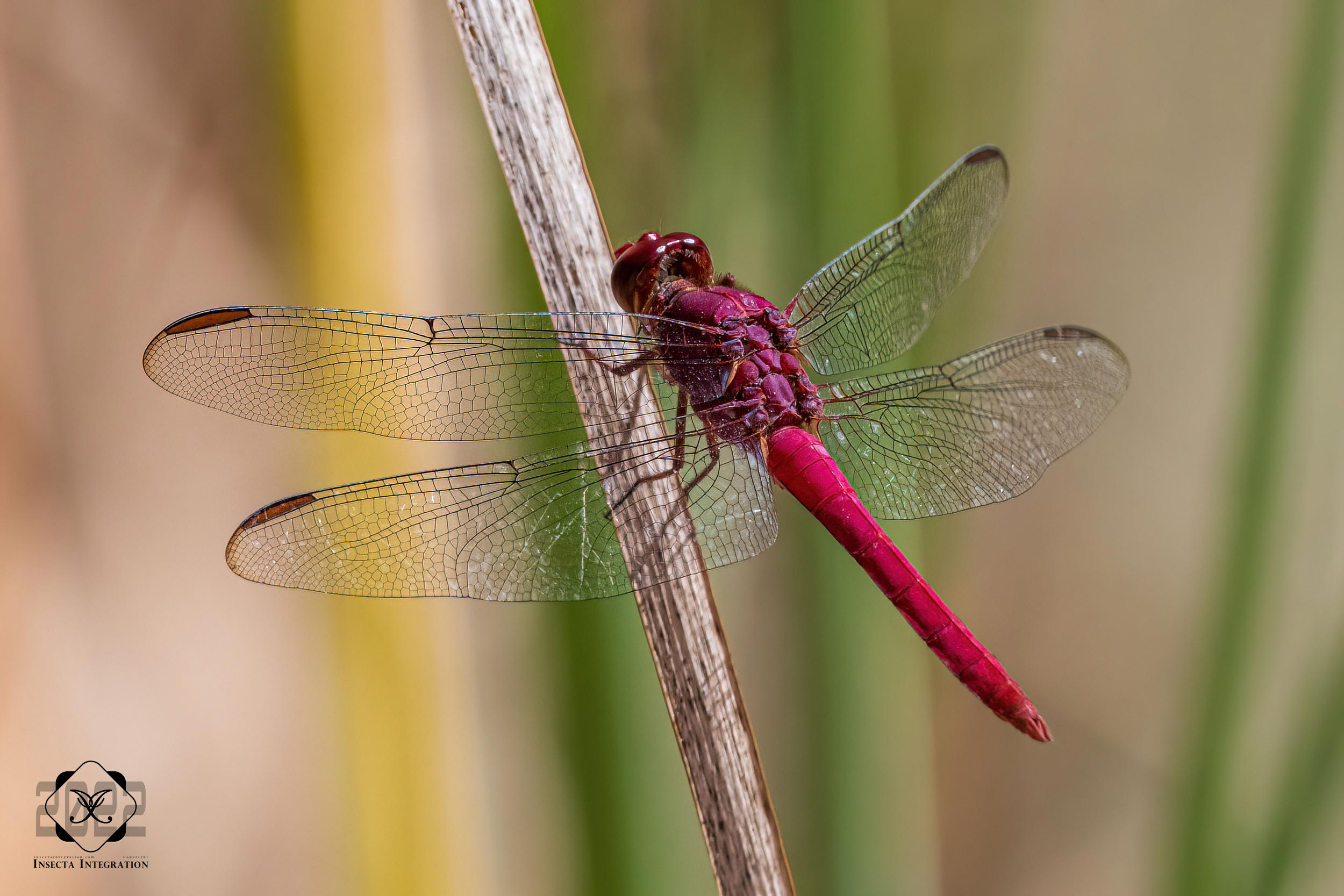 玫红类灰蜻 Orthemis ferruginea – IISDW