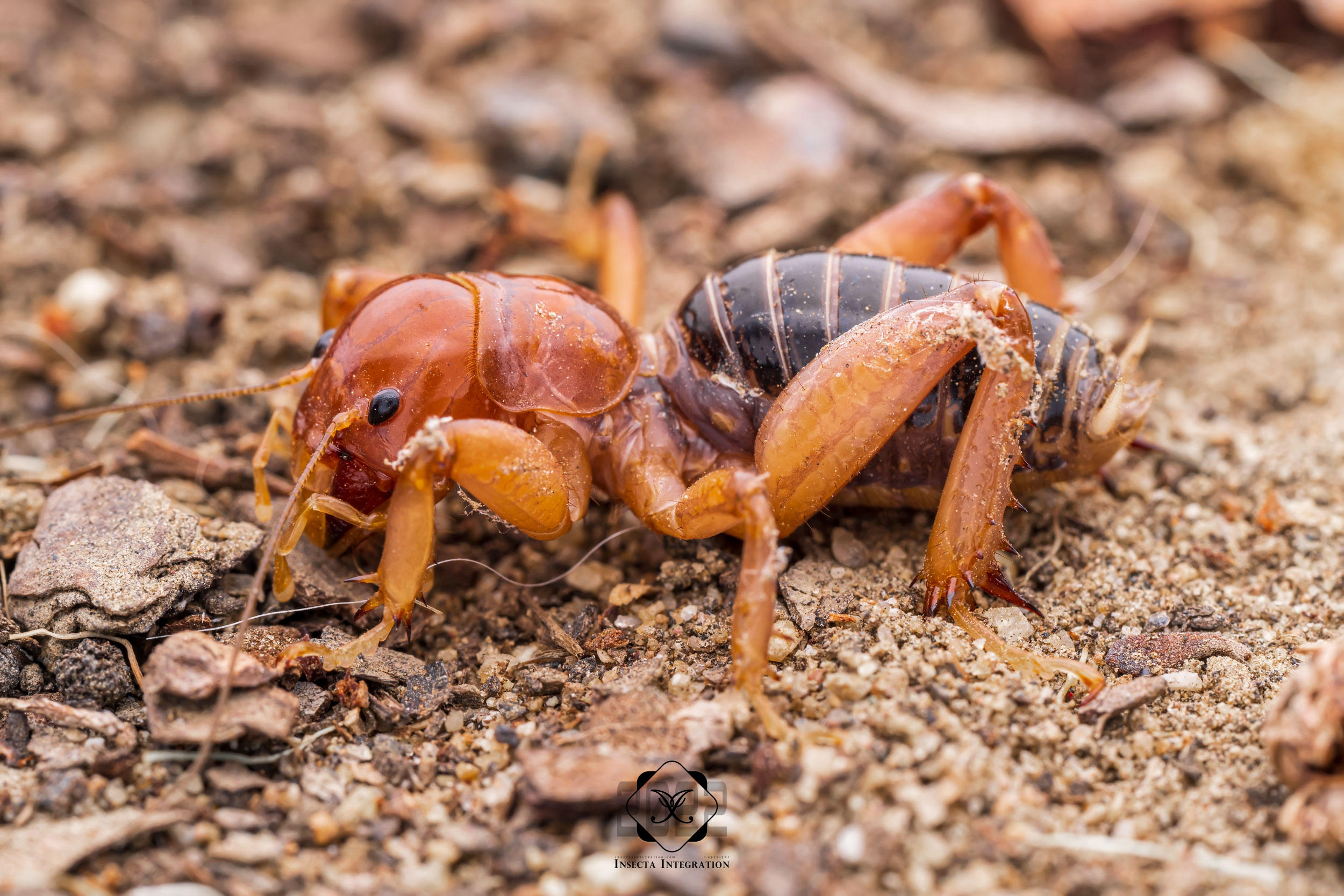 红褐类沙螽 Ammopelmatus mahogany – IISDW