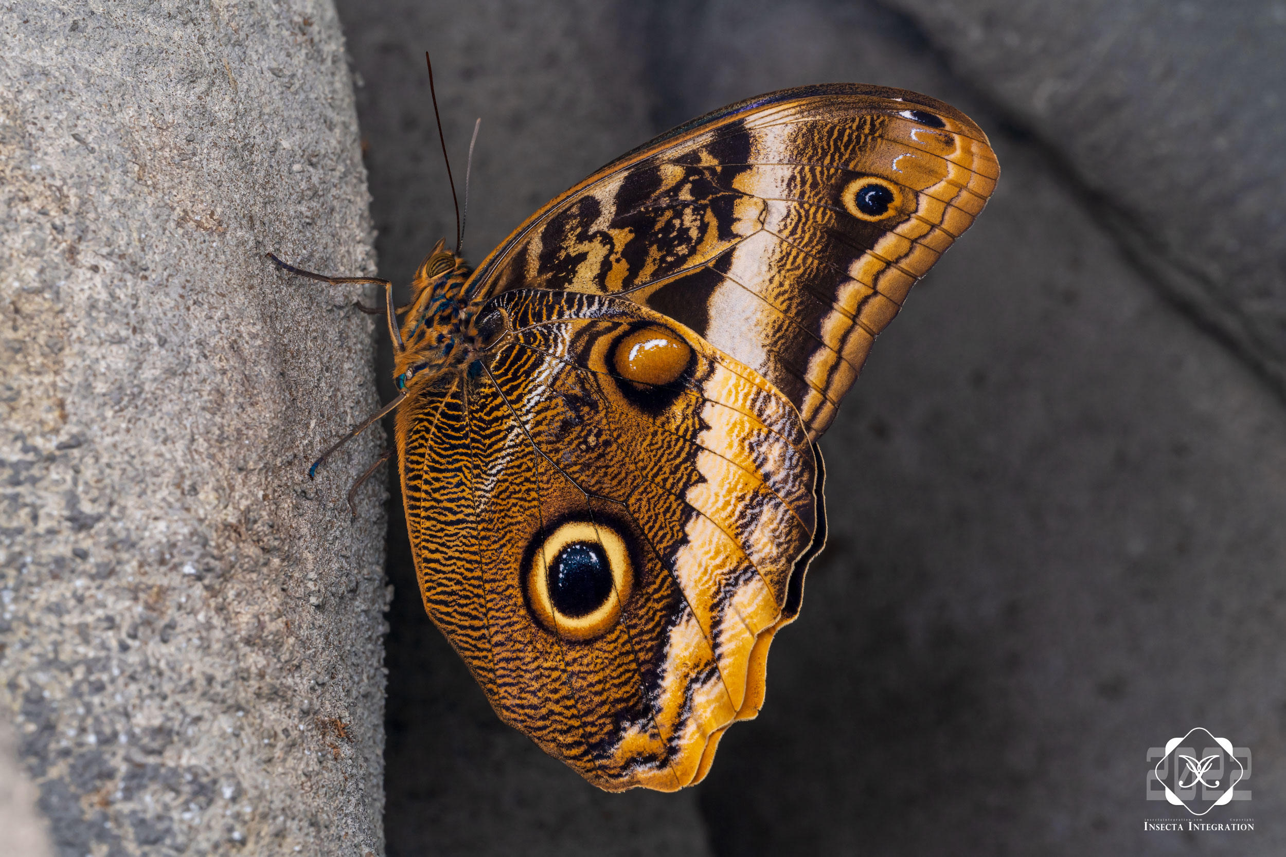 黑猫头鹰环蝶 Caligo atreus – IISDW