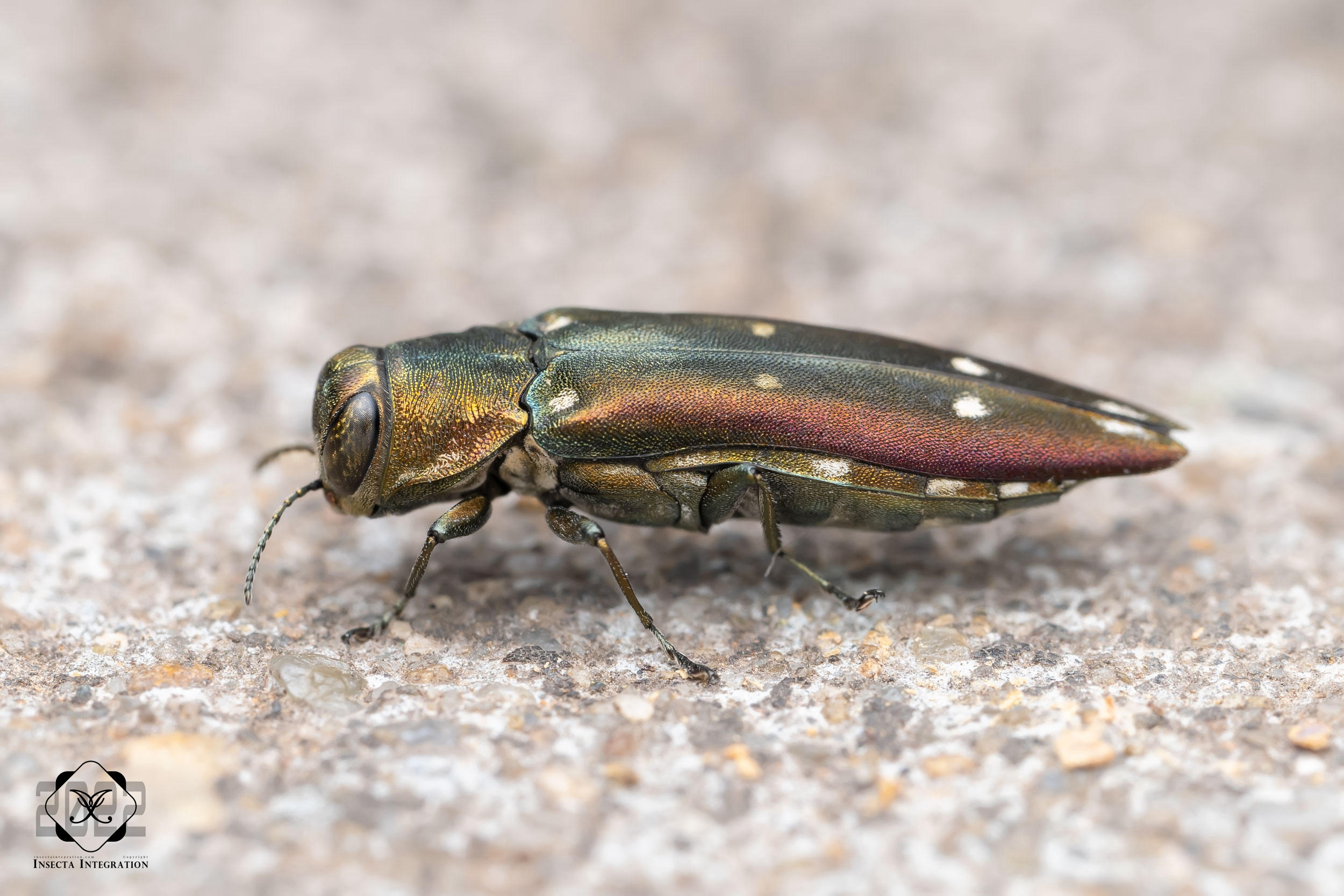 Read more about the article 洁蓝窄吉丁 Agrilus decoloratus