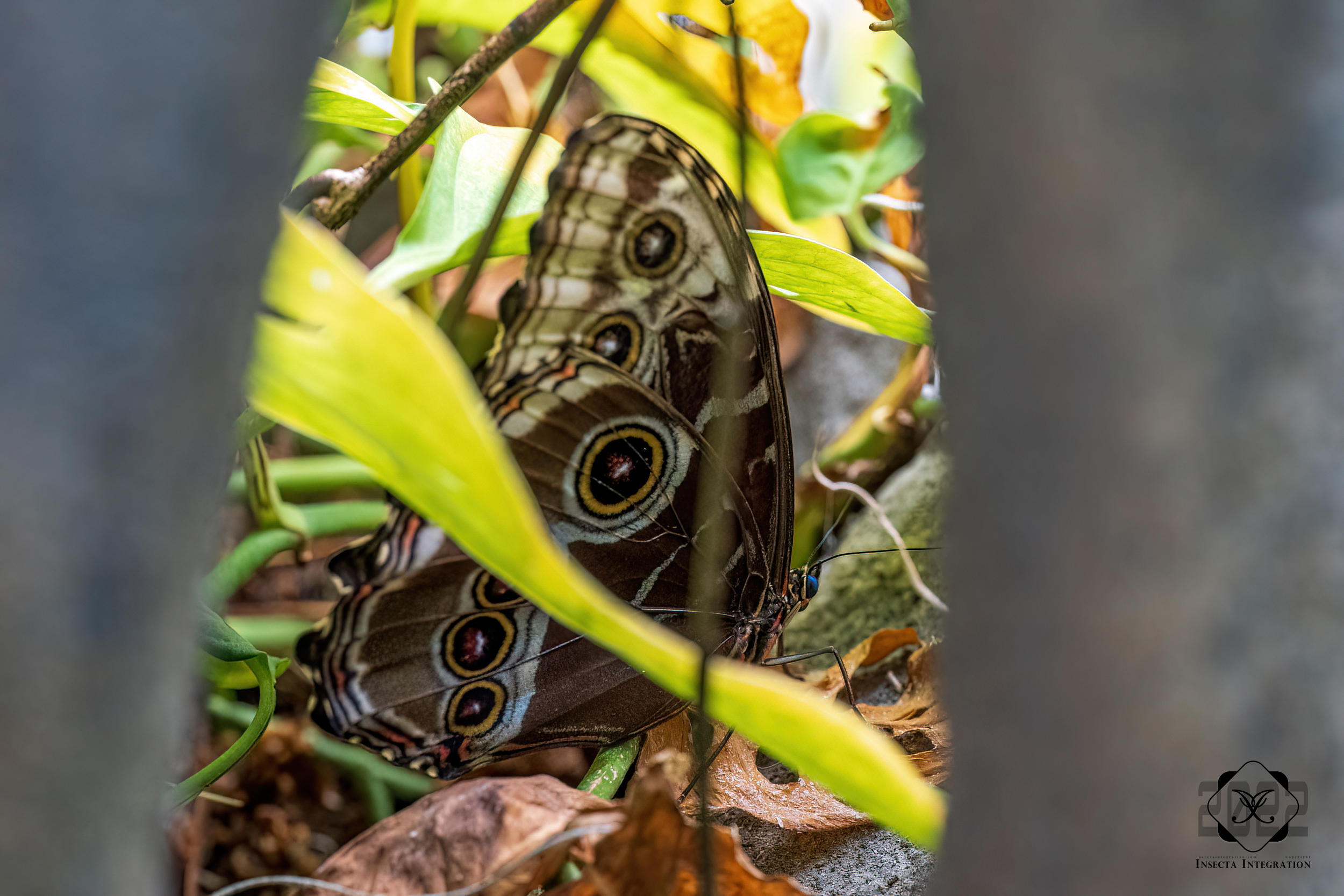 Read more about the article 海伦闪蝶 Morpho helenor
