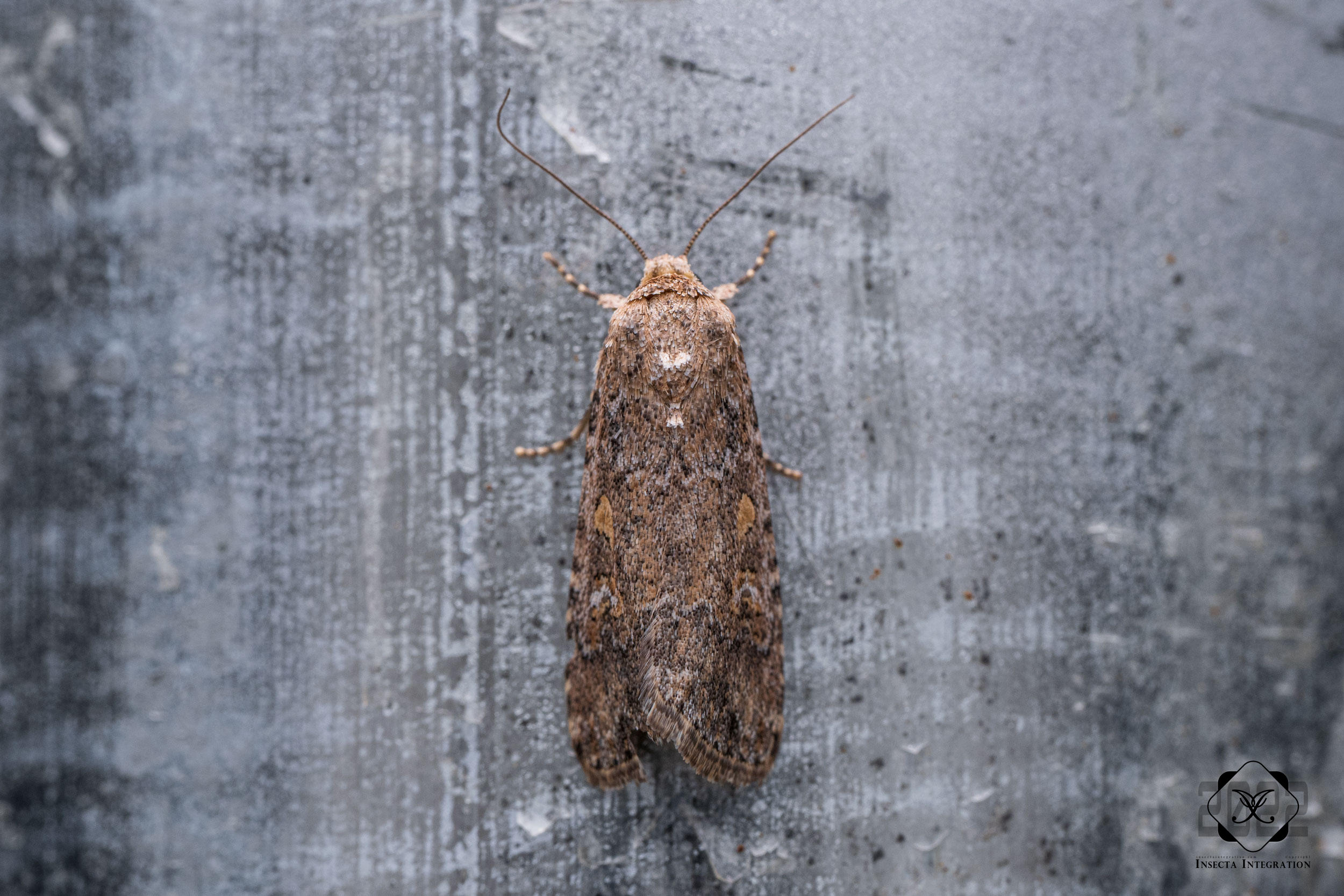 Read more about the article 甜菜夜蛾 Spodoptera exigua