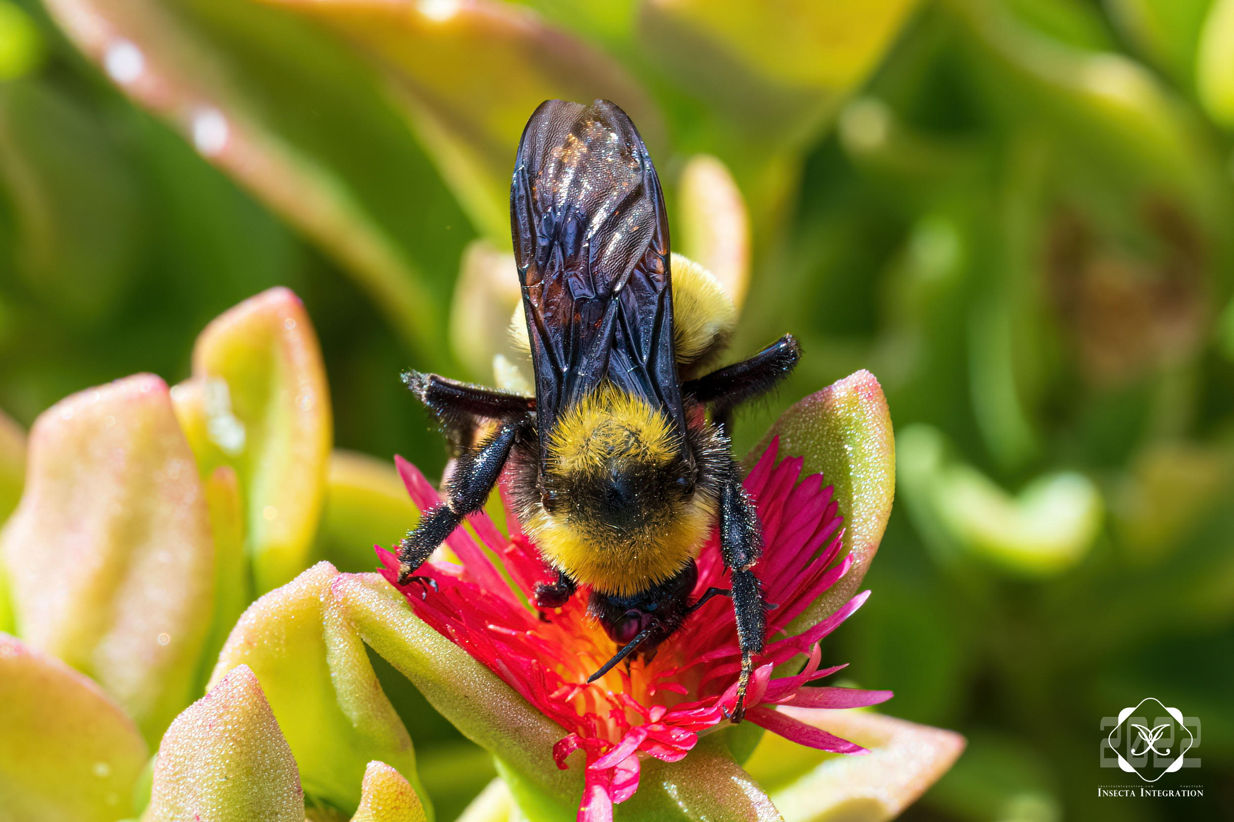 Read more about the article 索诺拉熊蜂 Bombus sonorus