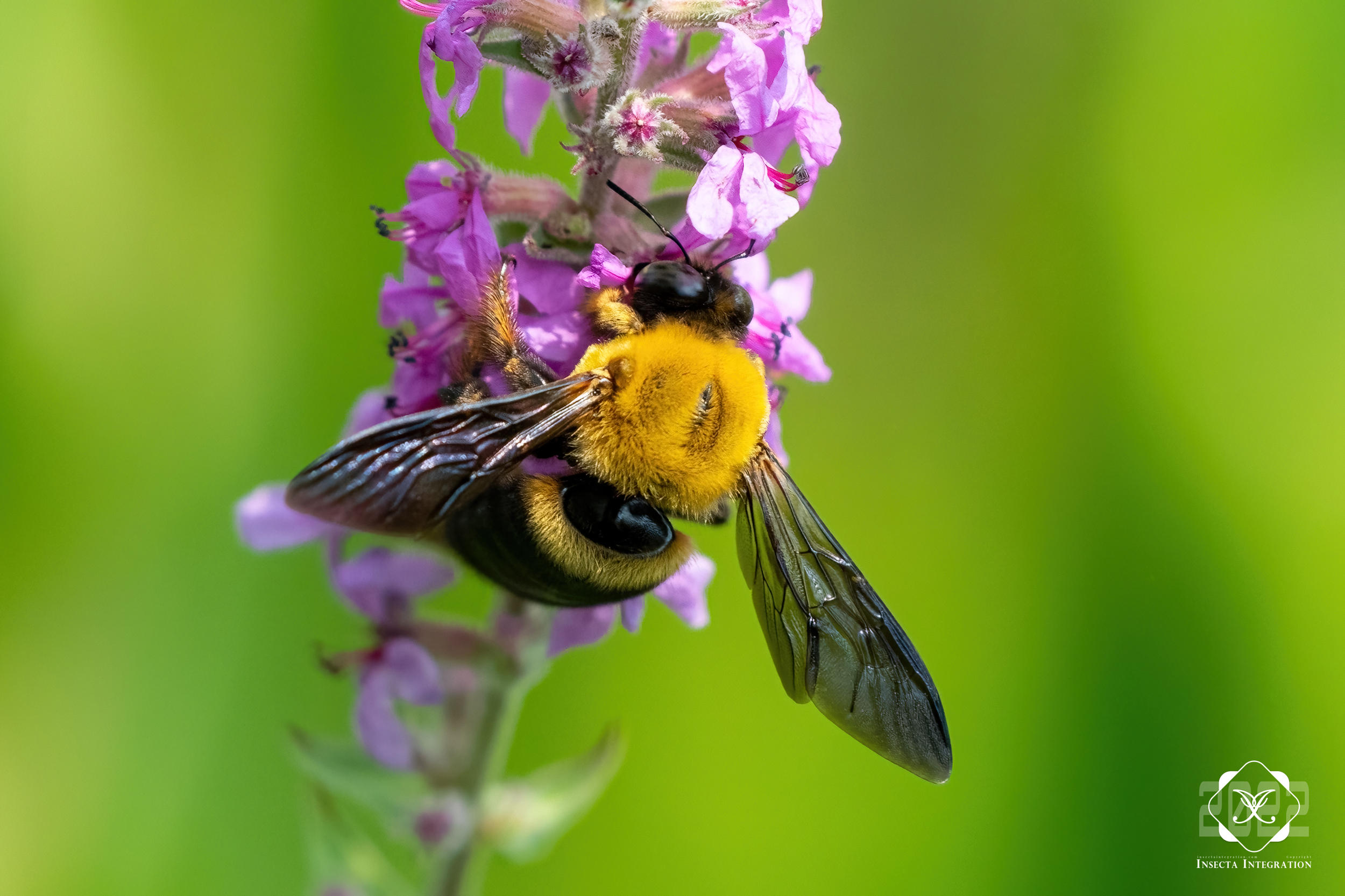 Read more about the article 黄胸木蜂 Xylocopa appendiculata