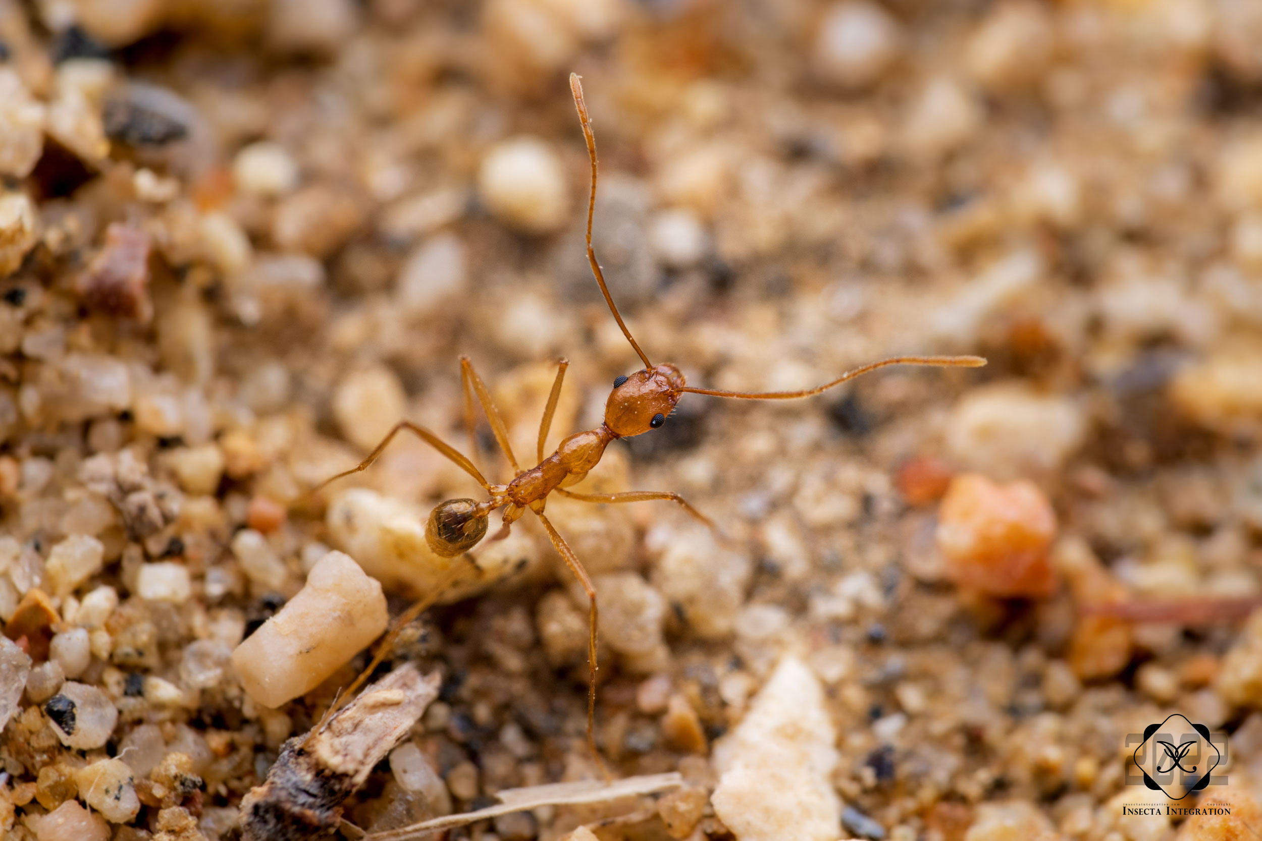 窄颈大头蚁 Pheidole vistana – IISDW