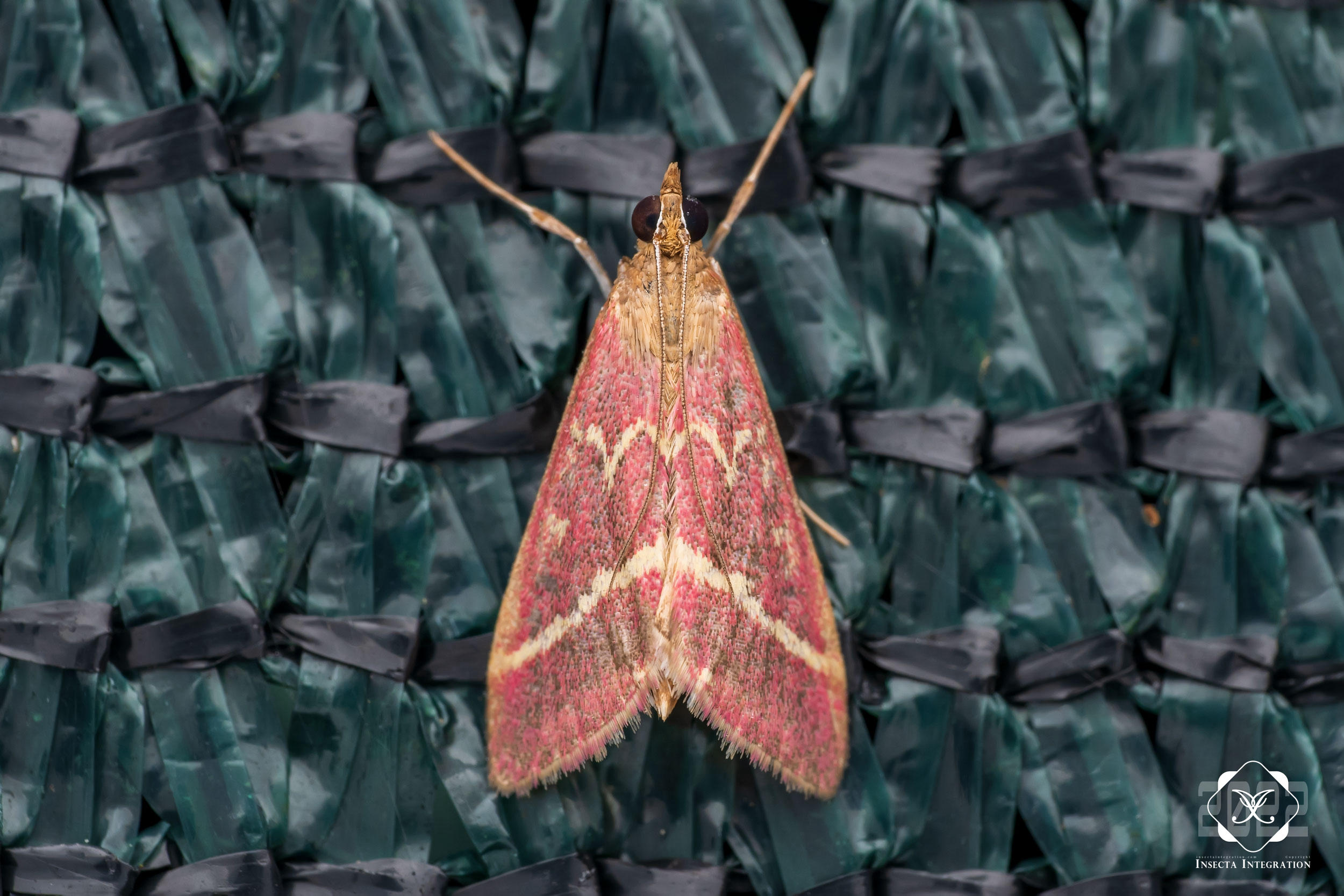 Read more about the article 白弓纹野螟 Pyrausta volupialis