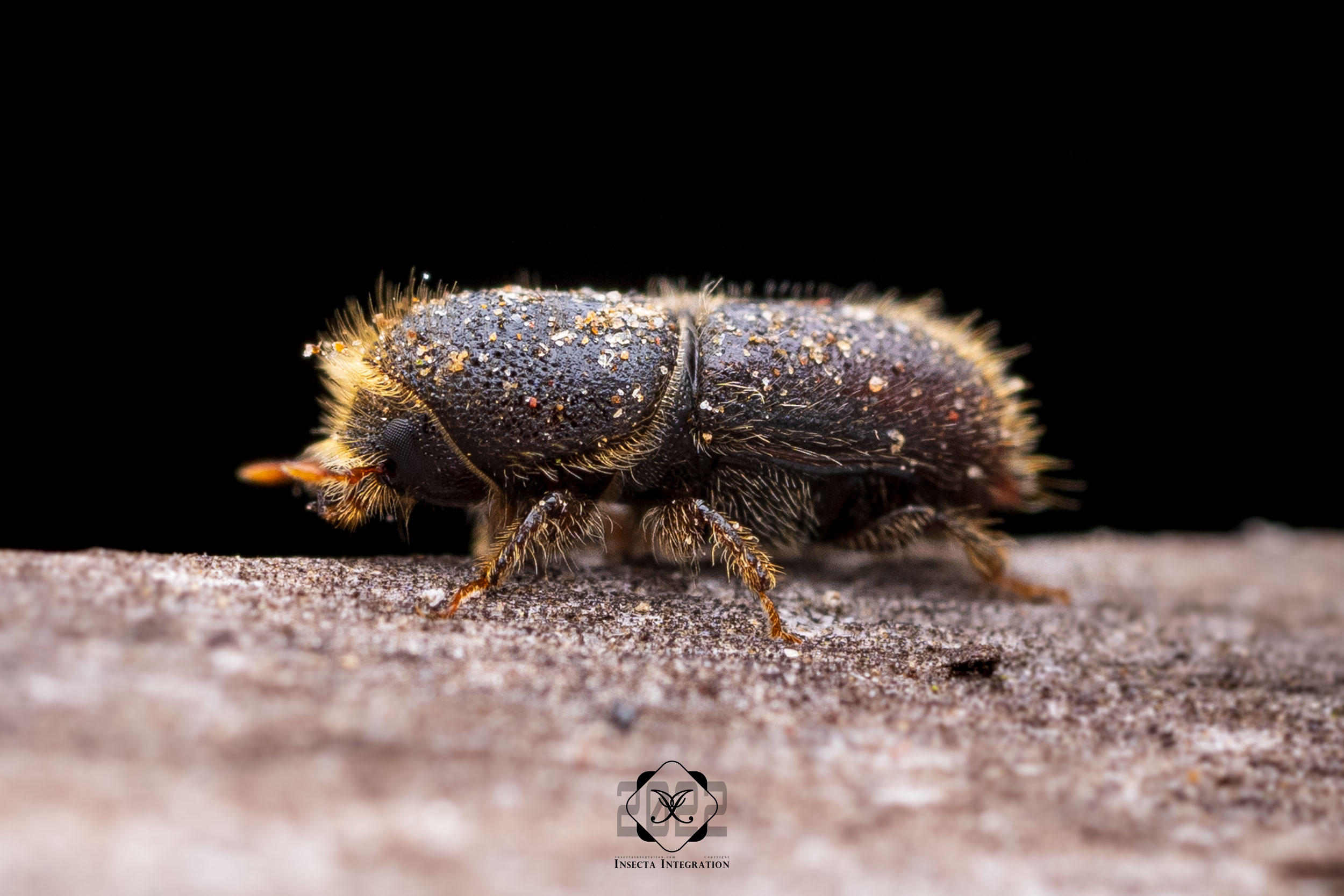 Ips Insect 似混齿小蠹 Ips paraconfusus – IISDW