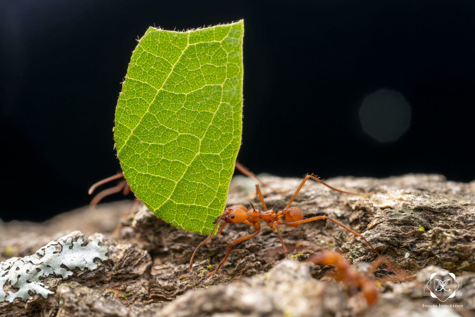 芭切叶蚁属 Atta – IISDW