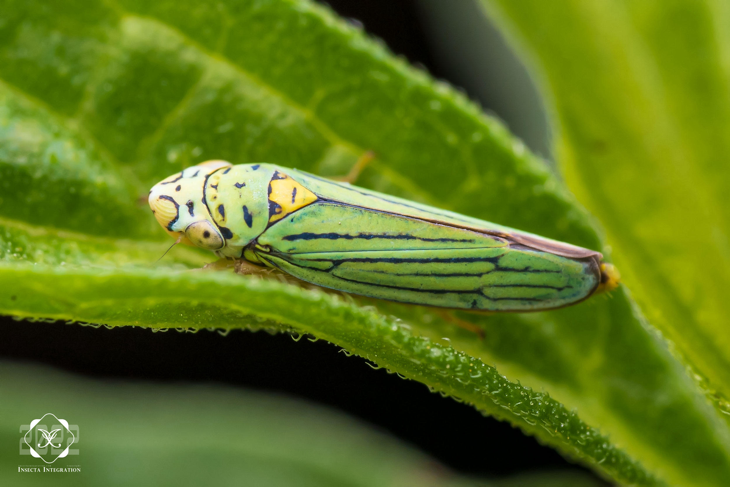 雕叶蝉属Graphocephala – IISDW