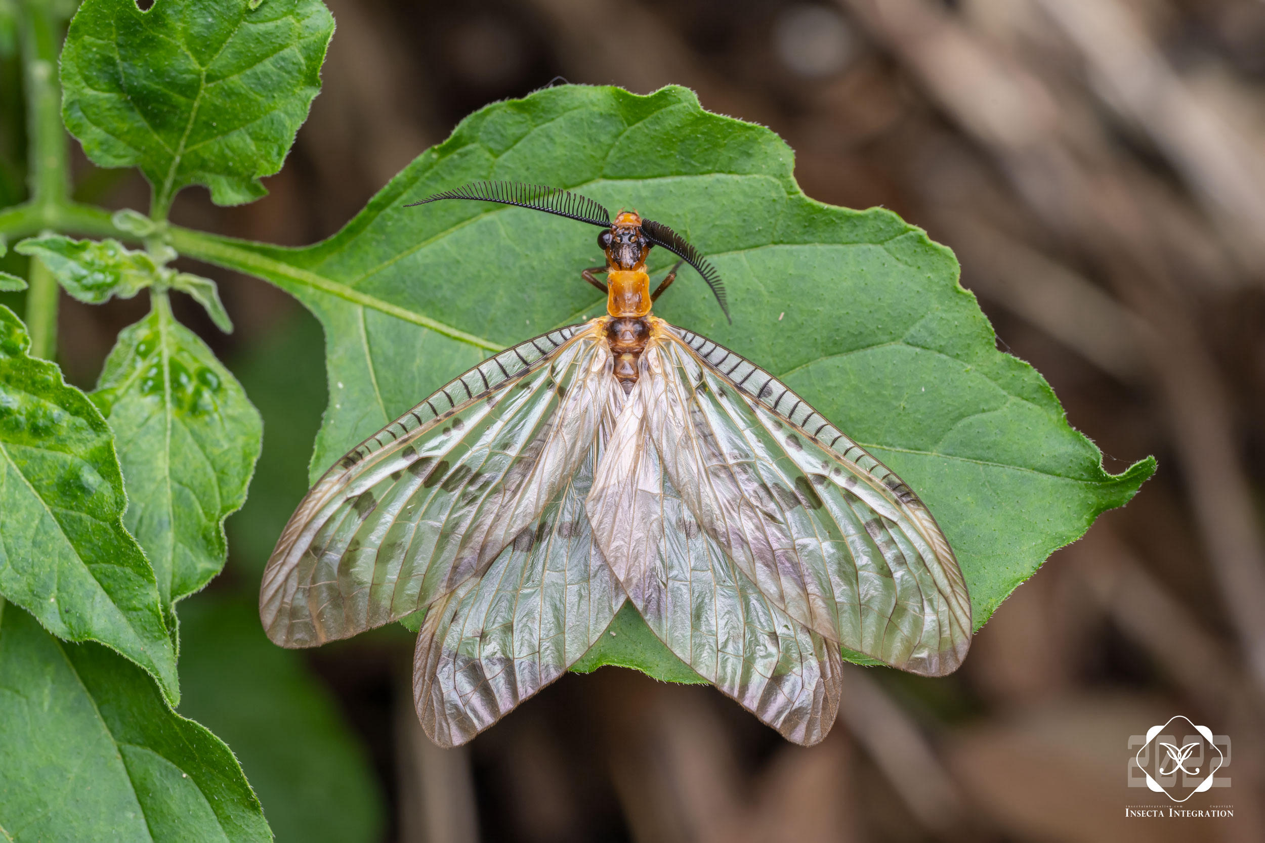 Read more about the article 中华斑鱼蛉 Neochauliodes sinensis
