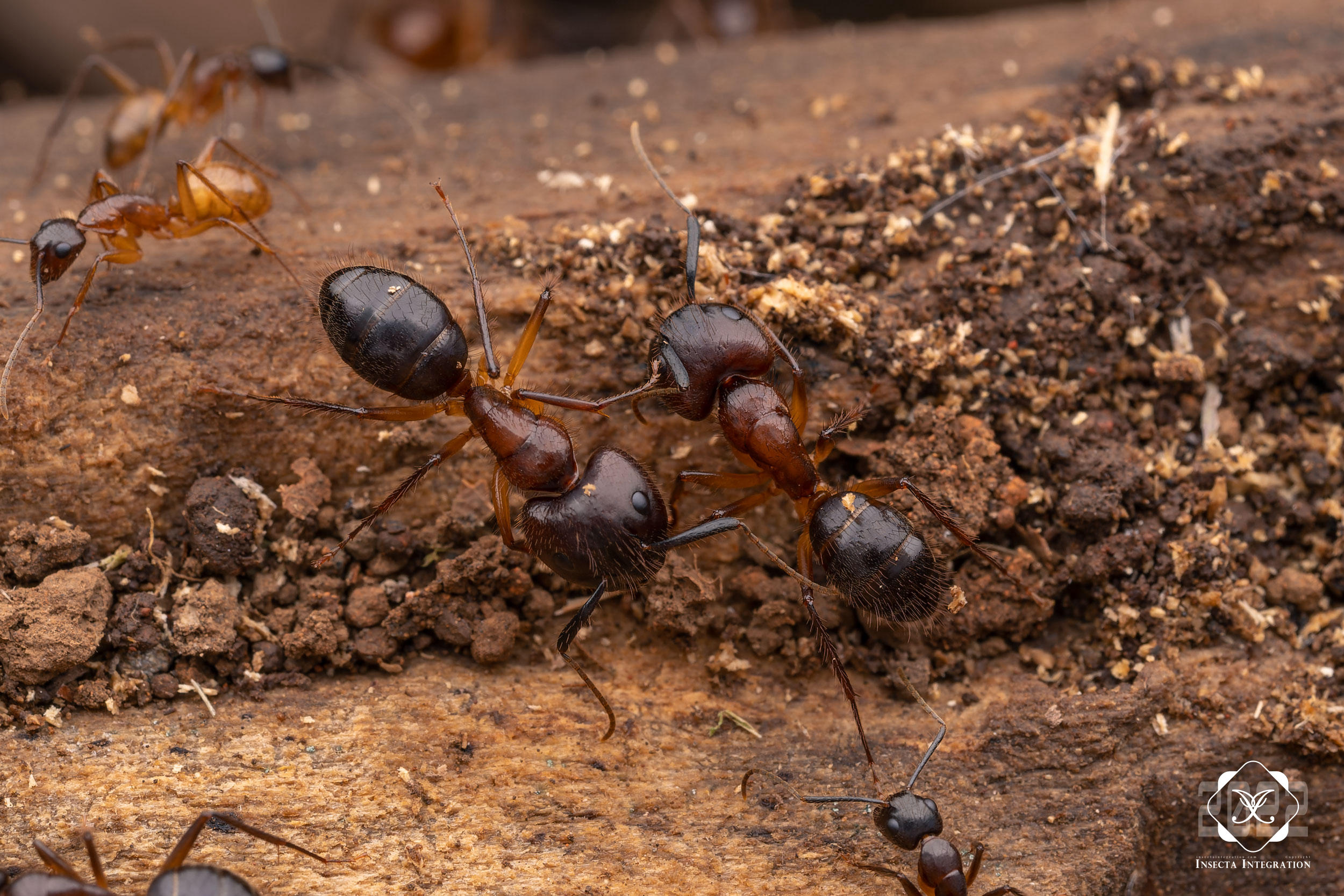 乌头弓背蚁 Camponotus atriceps (Soldier) HNH1