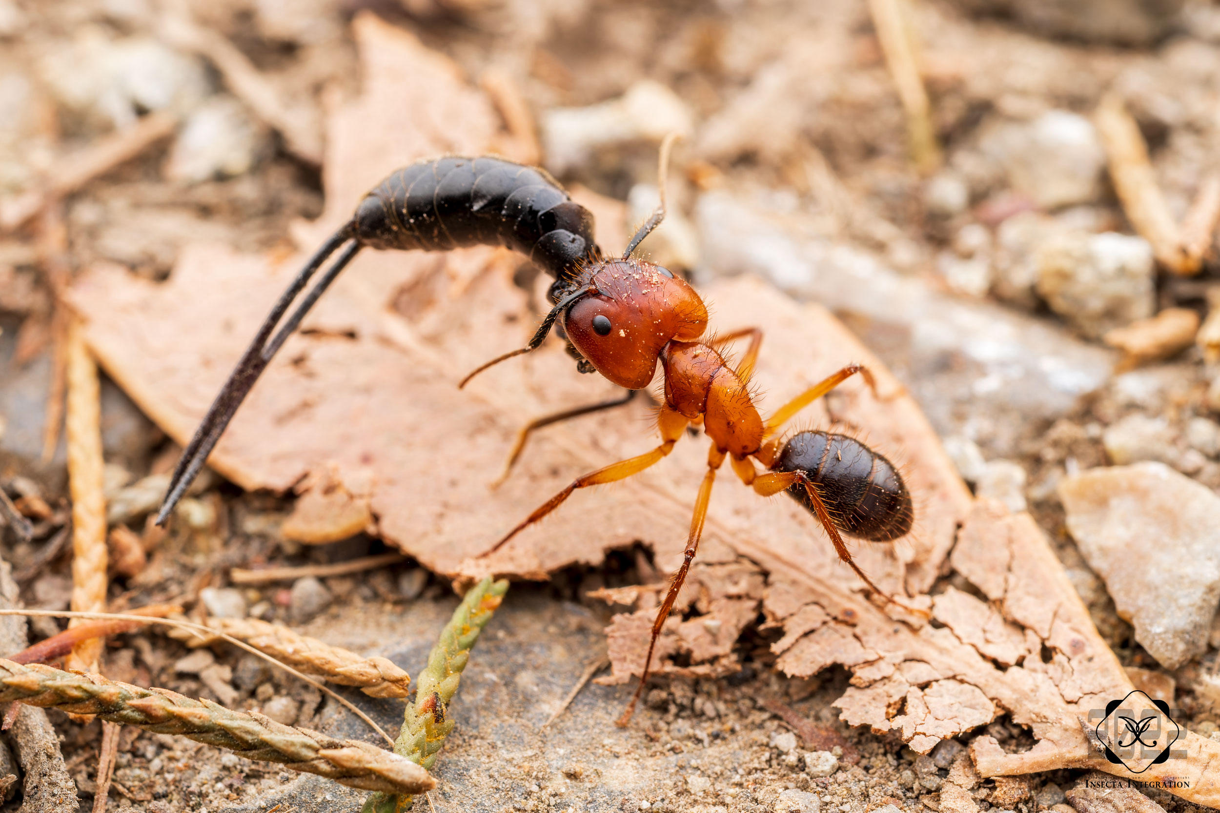 乌头弓背蚁 Camponotus atriceps (Soldier) HNH3