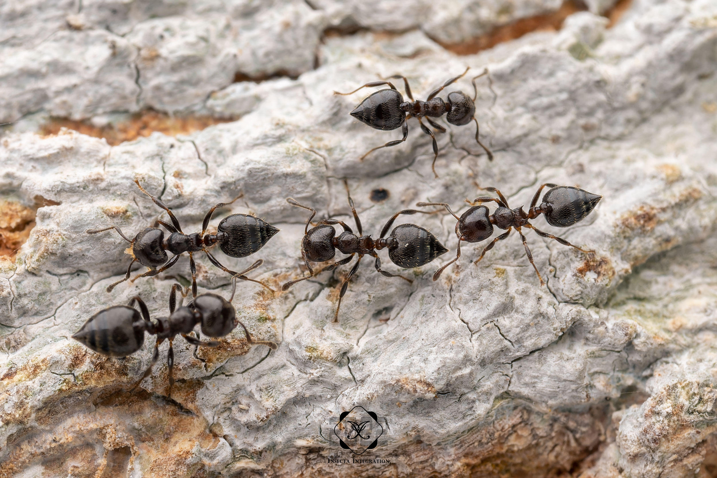Read more about the article 巴西举腹蚁 Crematogaster brasiliensis