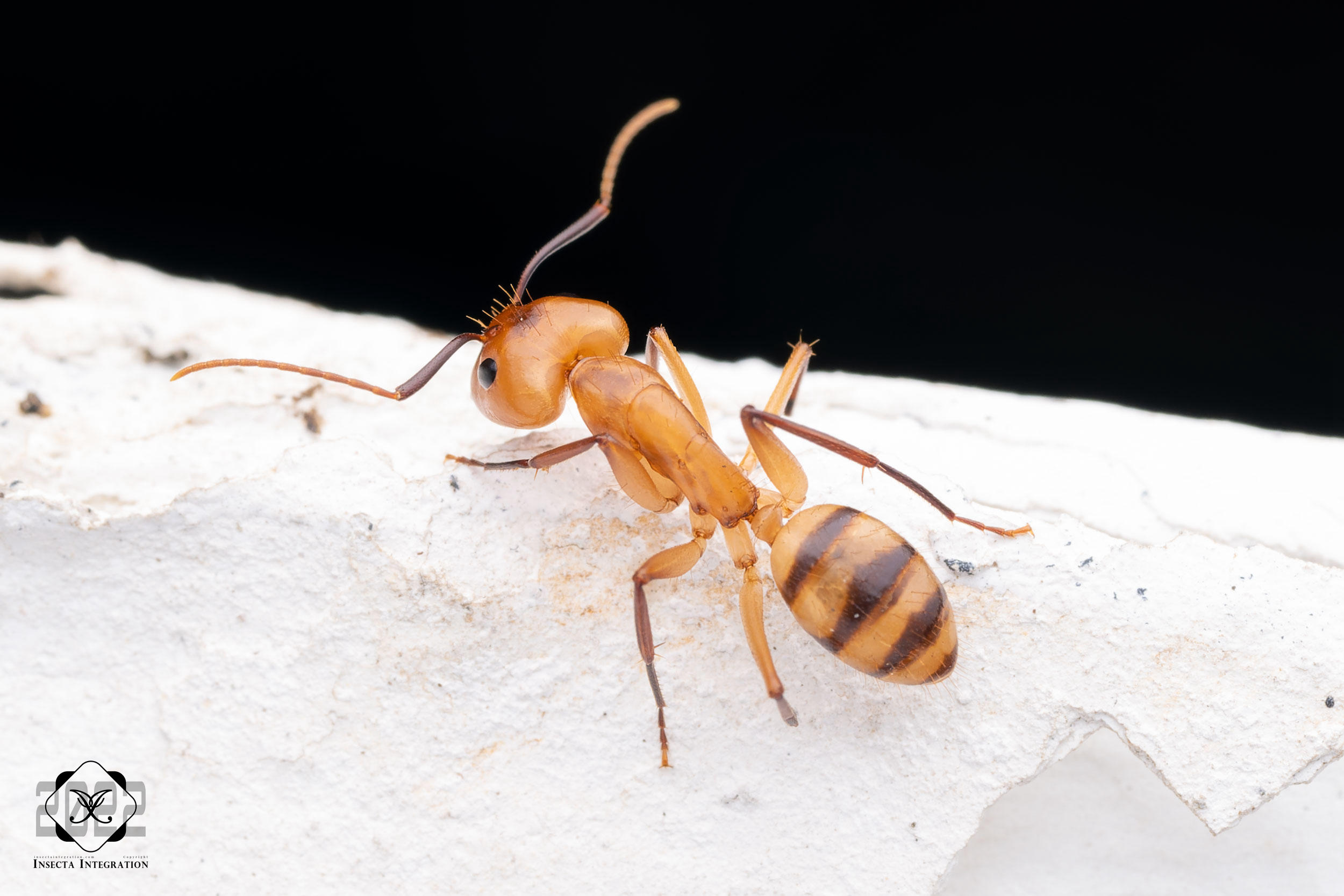 条腹弓背蚁 Camponotus conspicuus (Soldier) HNH1
