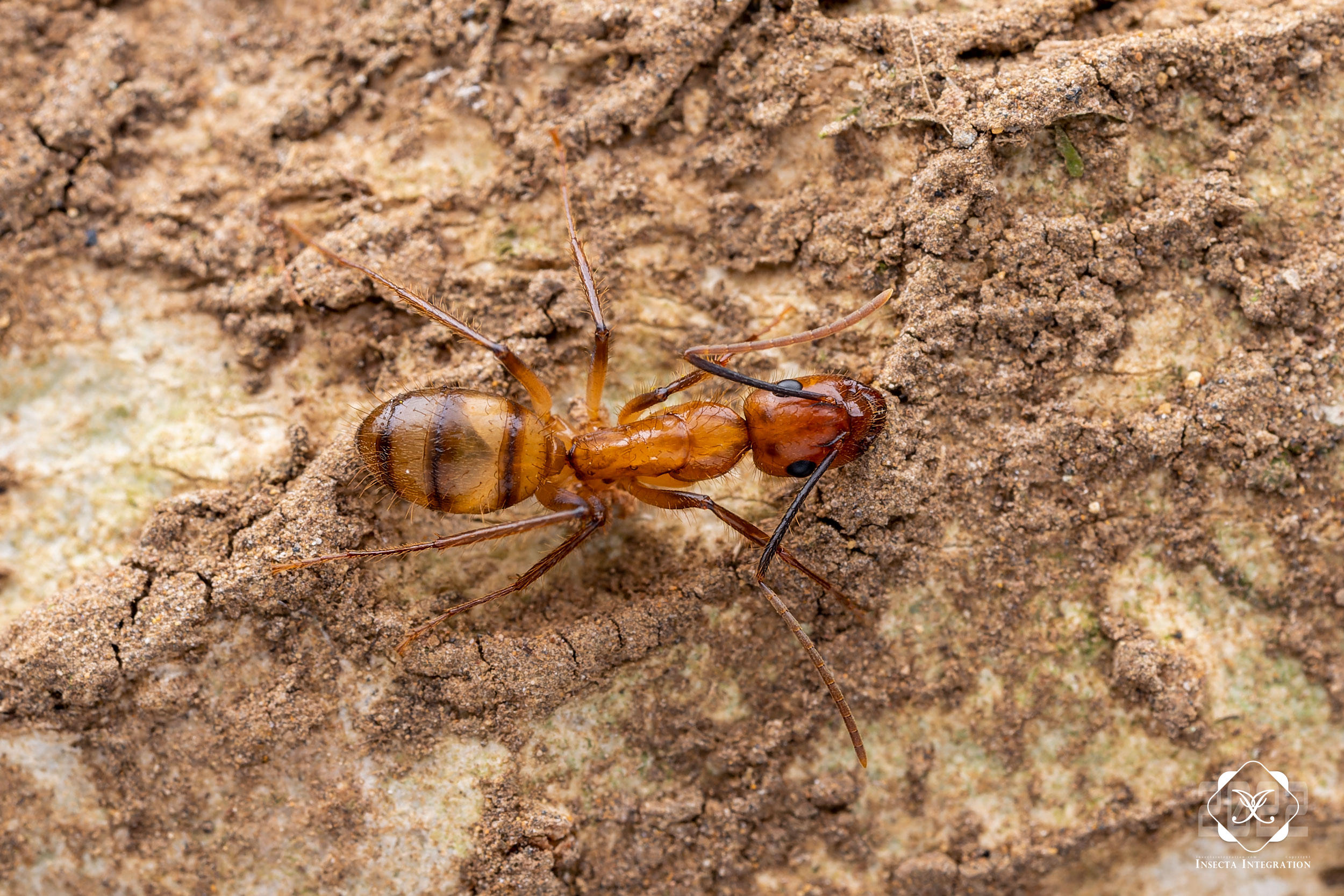 条腹弓背蚁 Camponotus conspicuus (Worker) HNH1