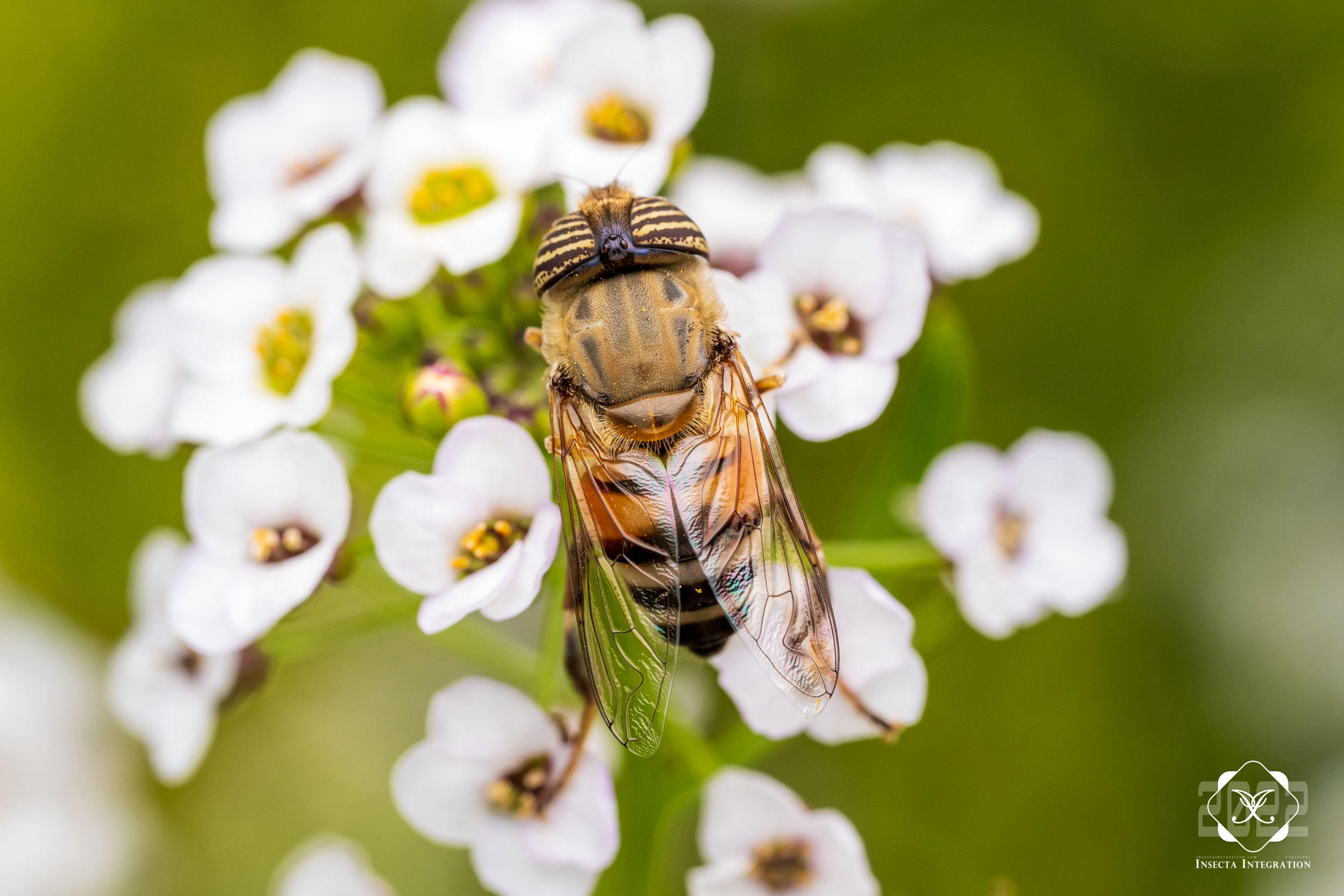 Read more about the article 淡胸斑眼蚜蝇 Eristalinus taeniops