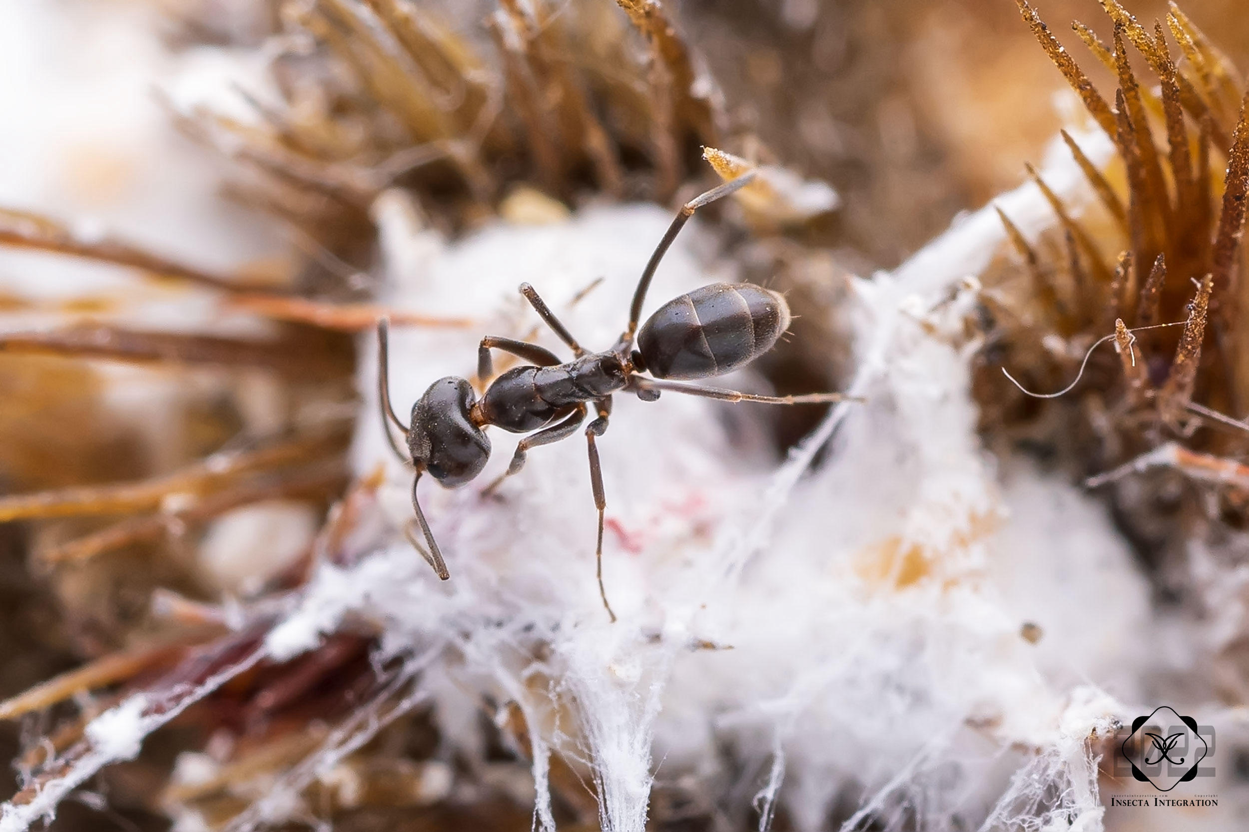 Read more about the article 癫狂锥臭蚁 Dorymyrmex insanus