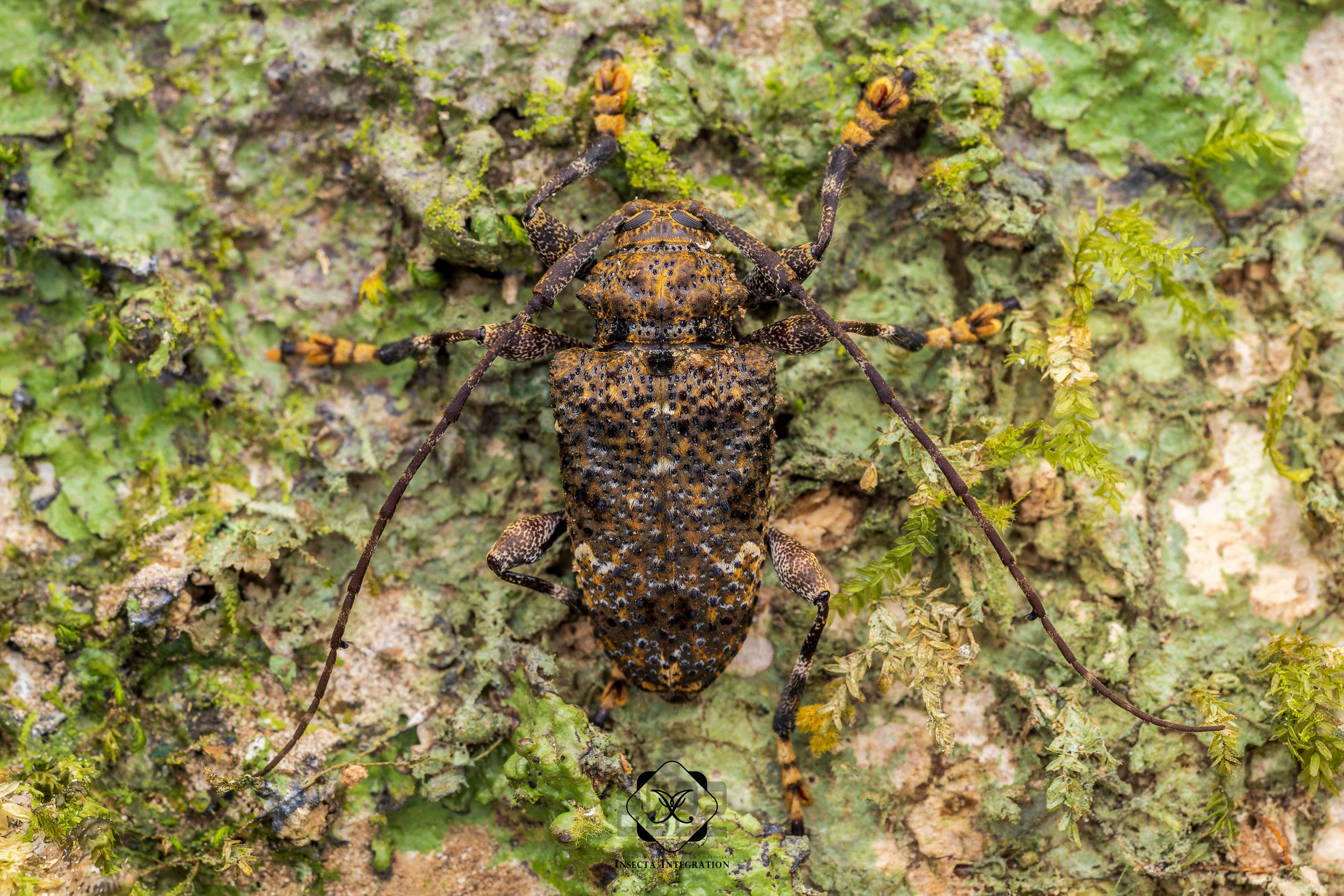 双股天牛 Lagocheirus binumeratus – IISDW