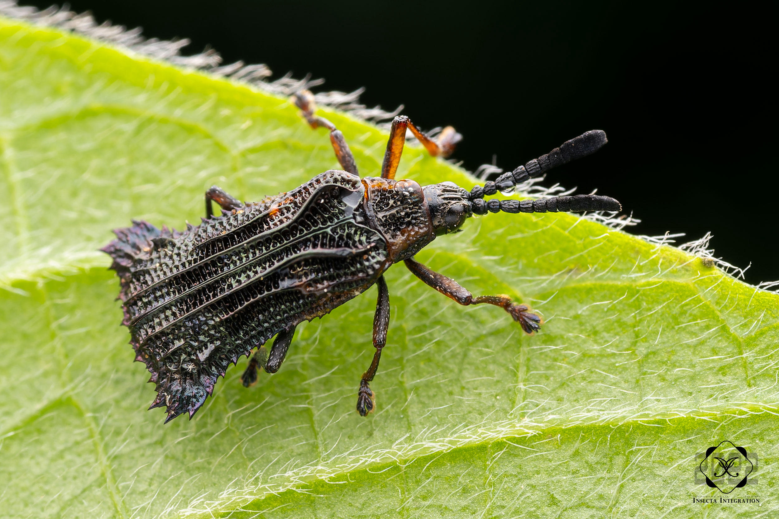 盖氏真锯齿铁甲 Euprionota gebieni – IISDW