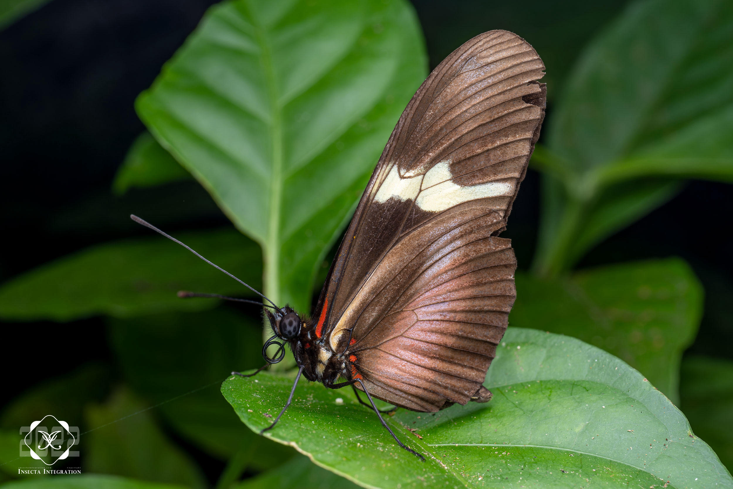 袖蝶属 Heliconius – IISDW