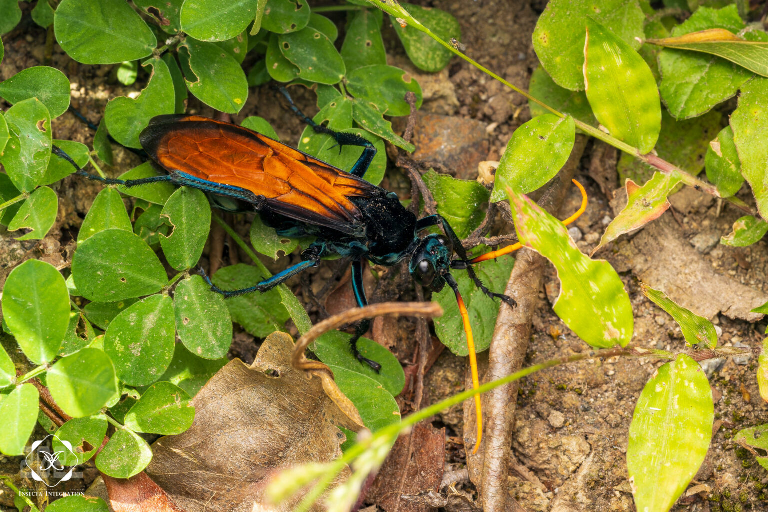 沟蛛蜂属 Pepsis – IISDW