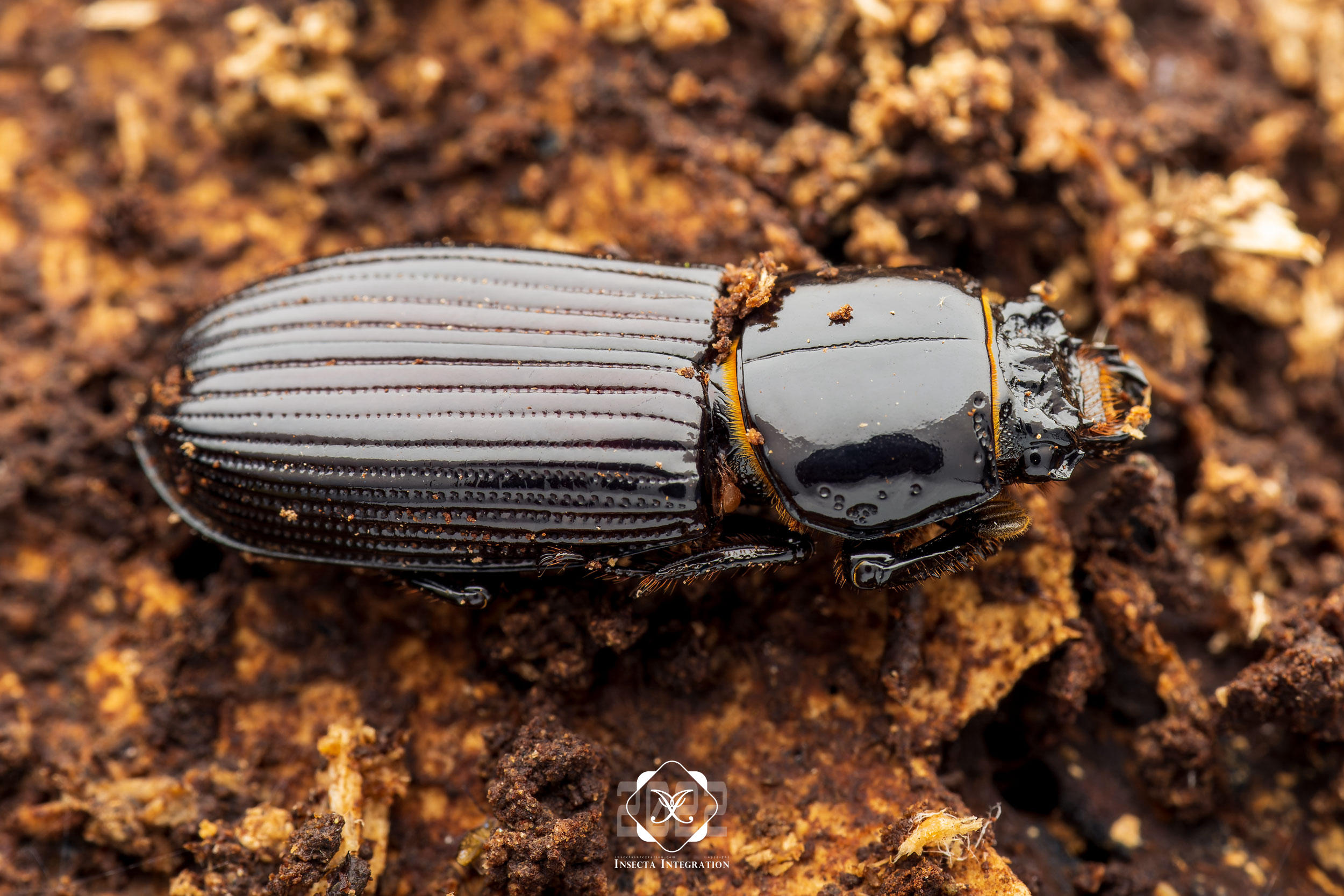 角皮黑蜣 Ptichopus angulatus – IISDW