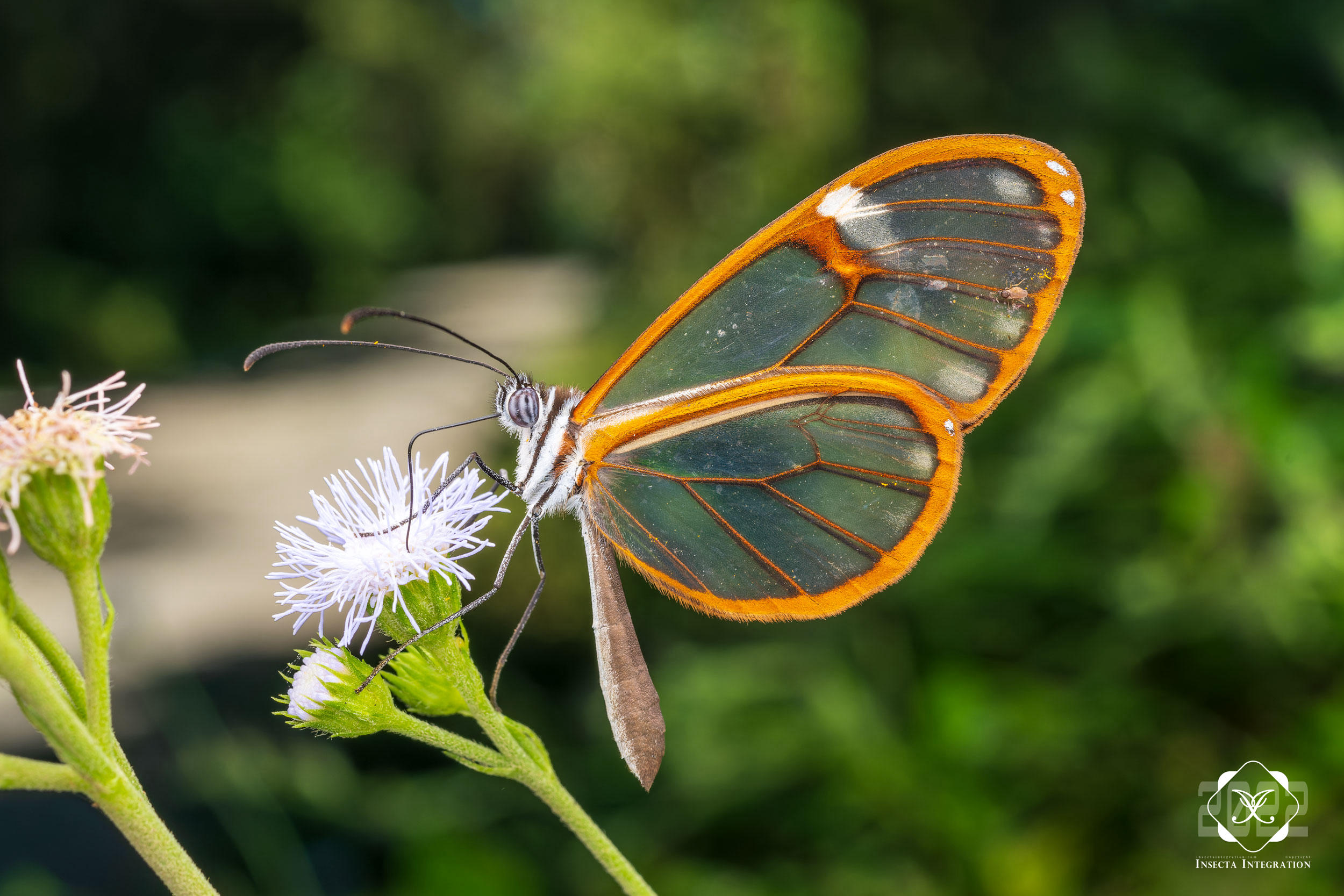 美绡蝶属 Pteronymia – IISDW