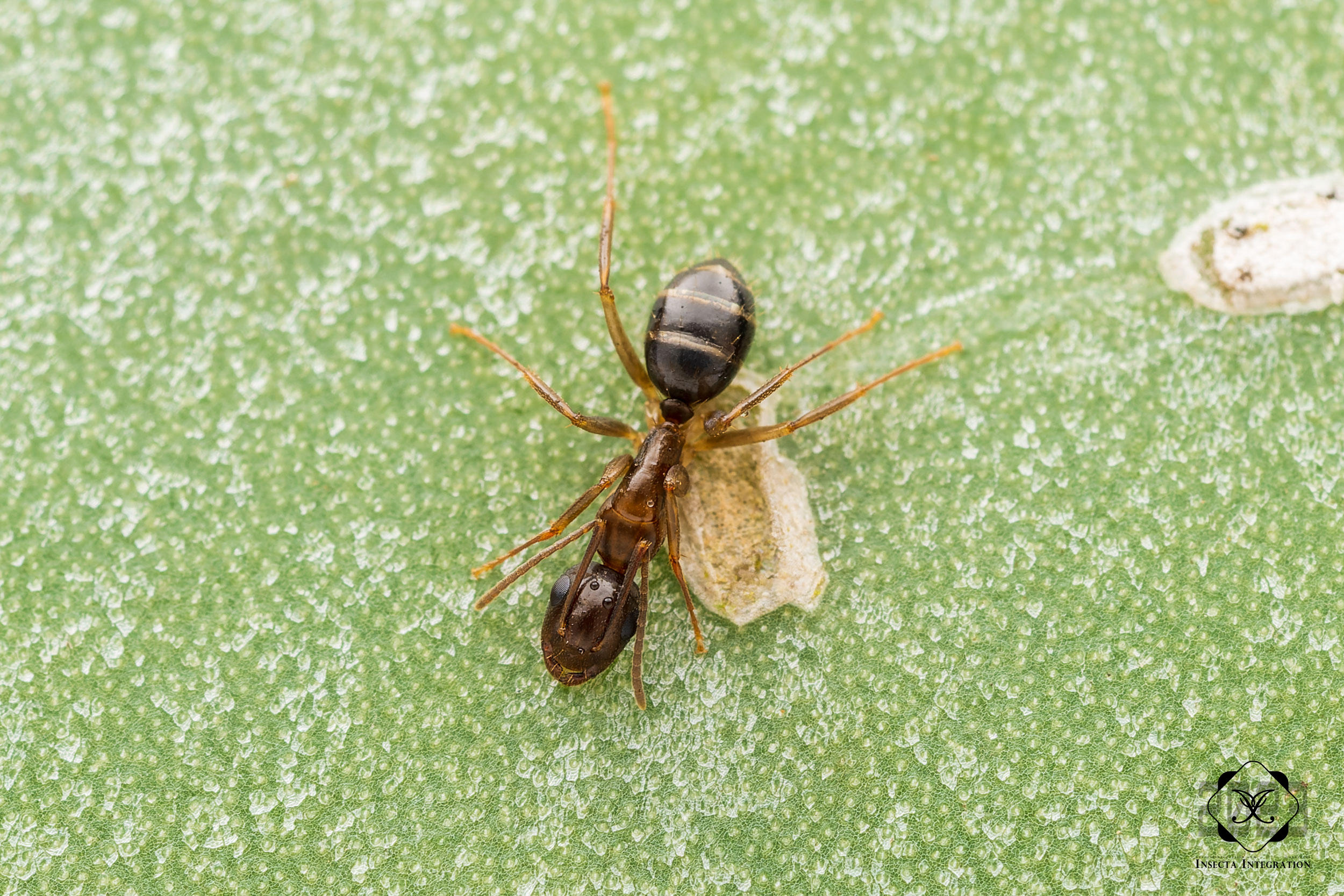 光胸弓背蚁 Camponotus clarithorax (Worker) HNH1