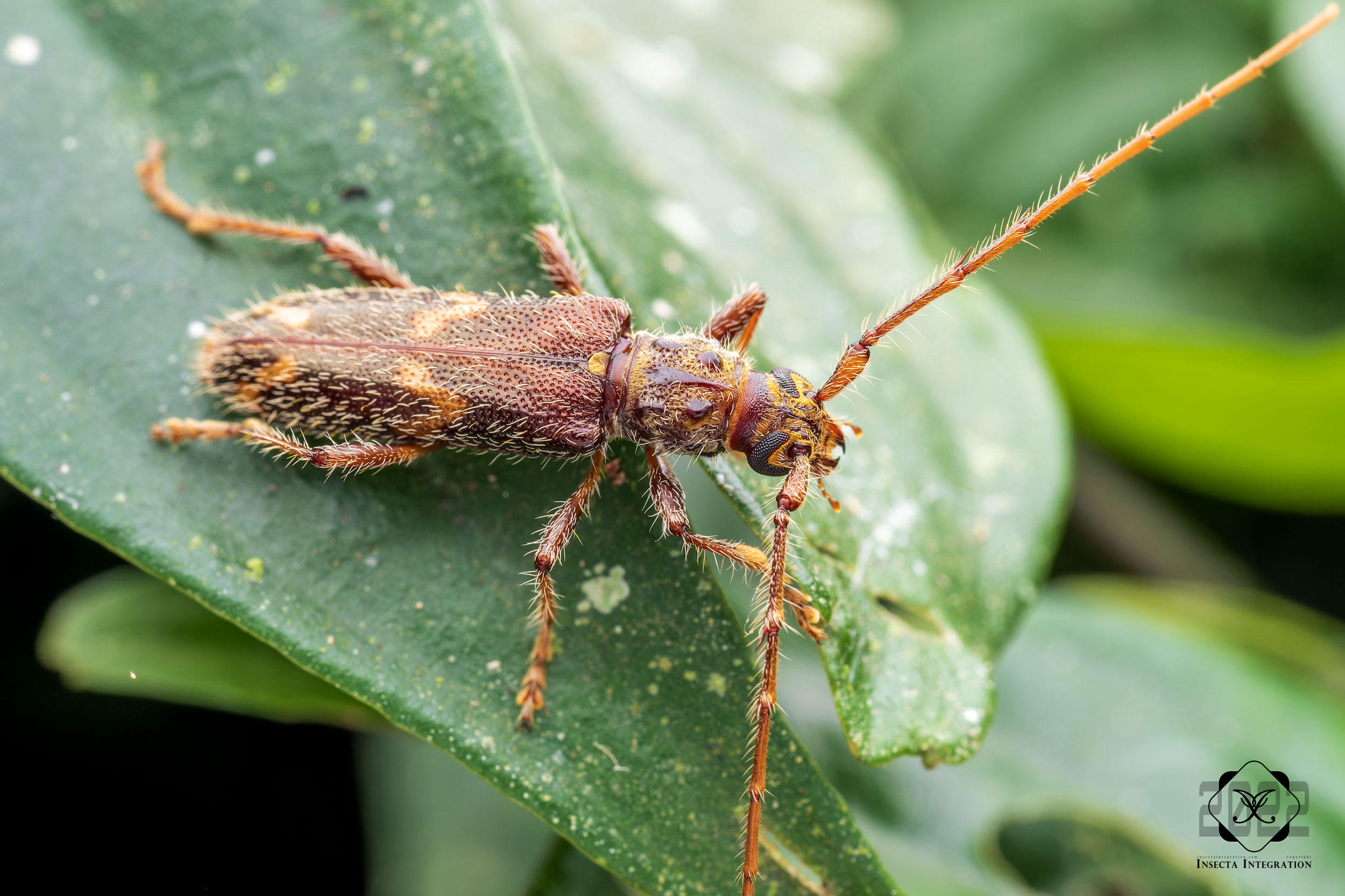 Read more about the article 四斑尤利天牛 Eurysthea cribripennis