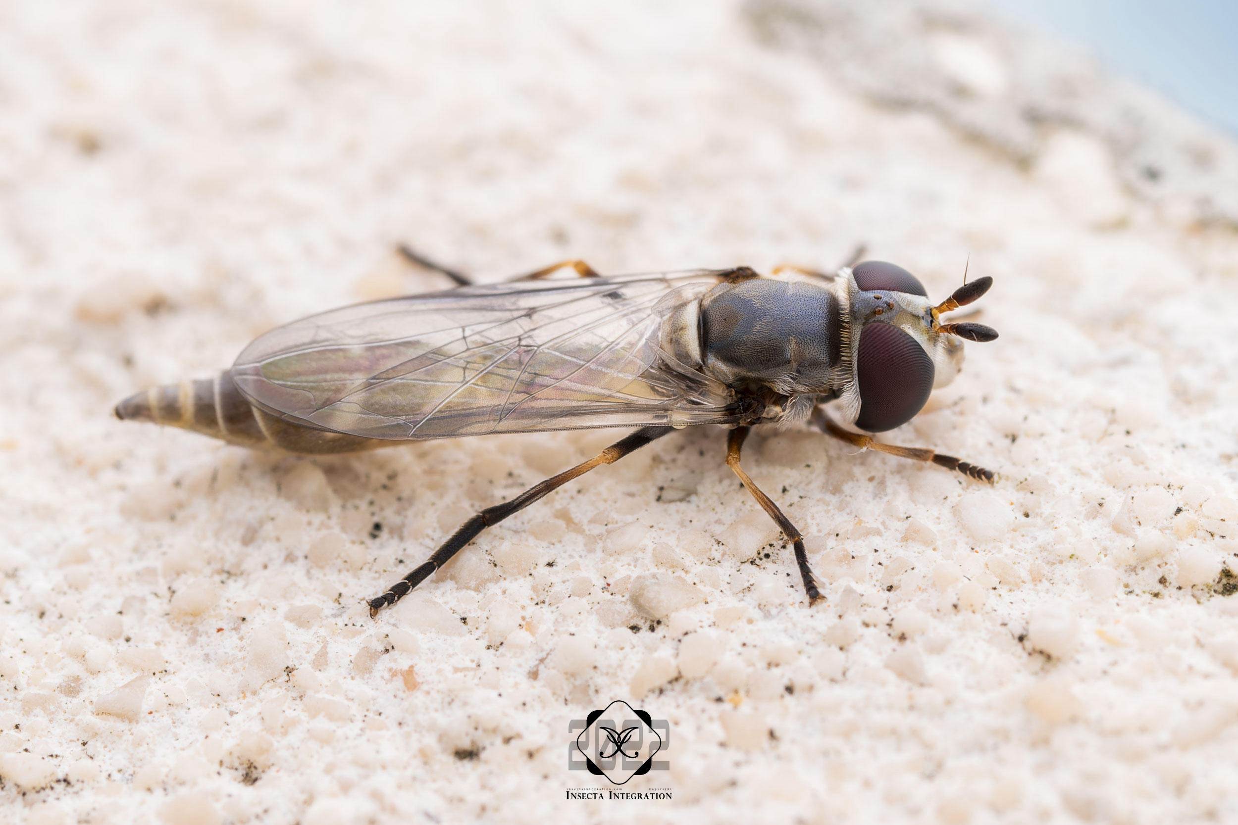 四斑柄腹食蚜蝇 Dioprosopa clavata ♀ HNH1
