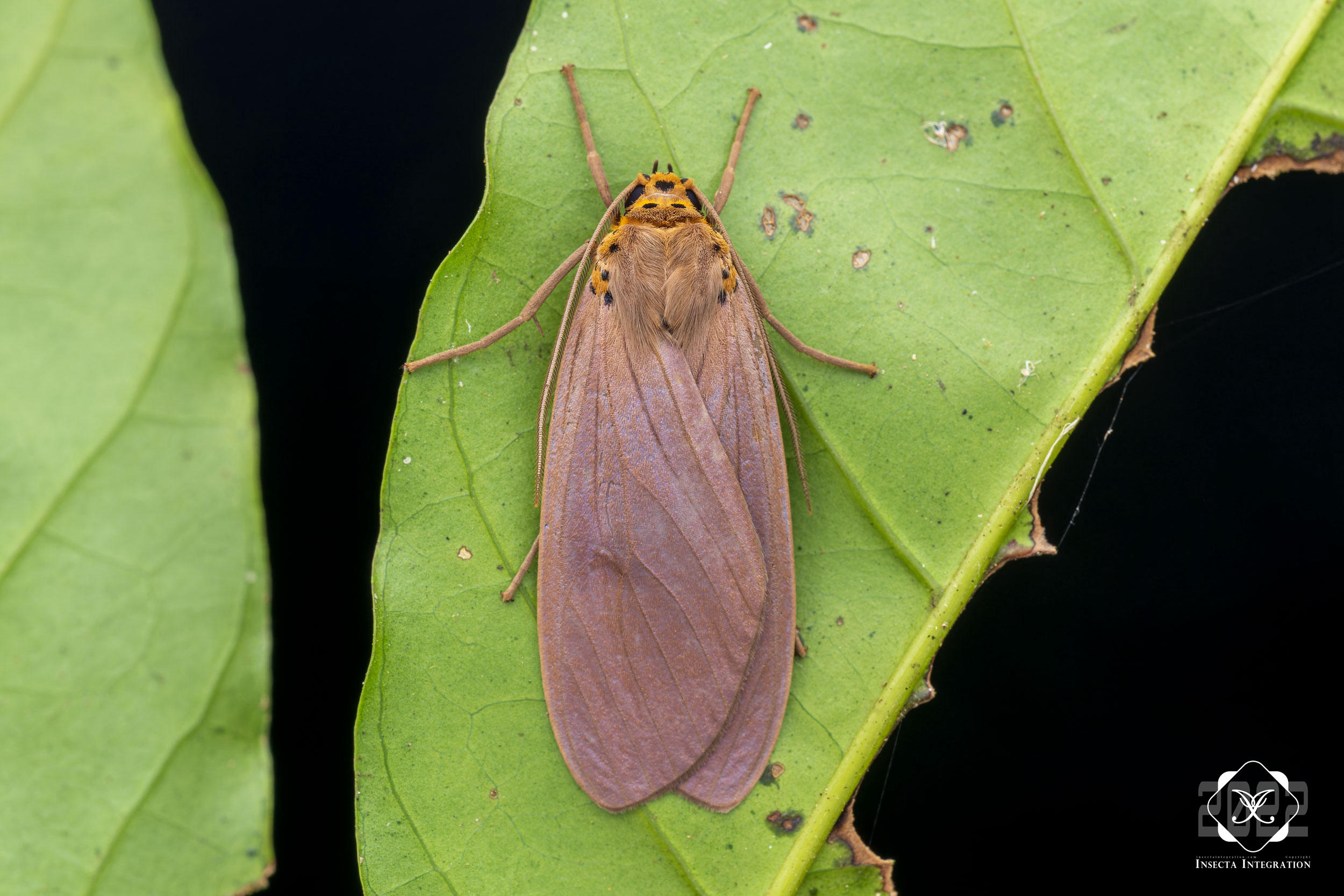 宽斑胸灯蛾 Pelochyta arontes HNH1