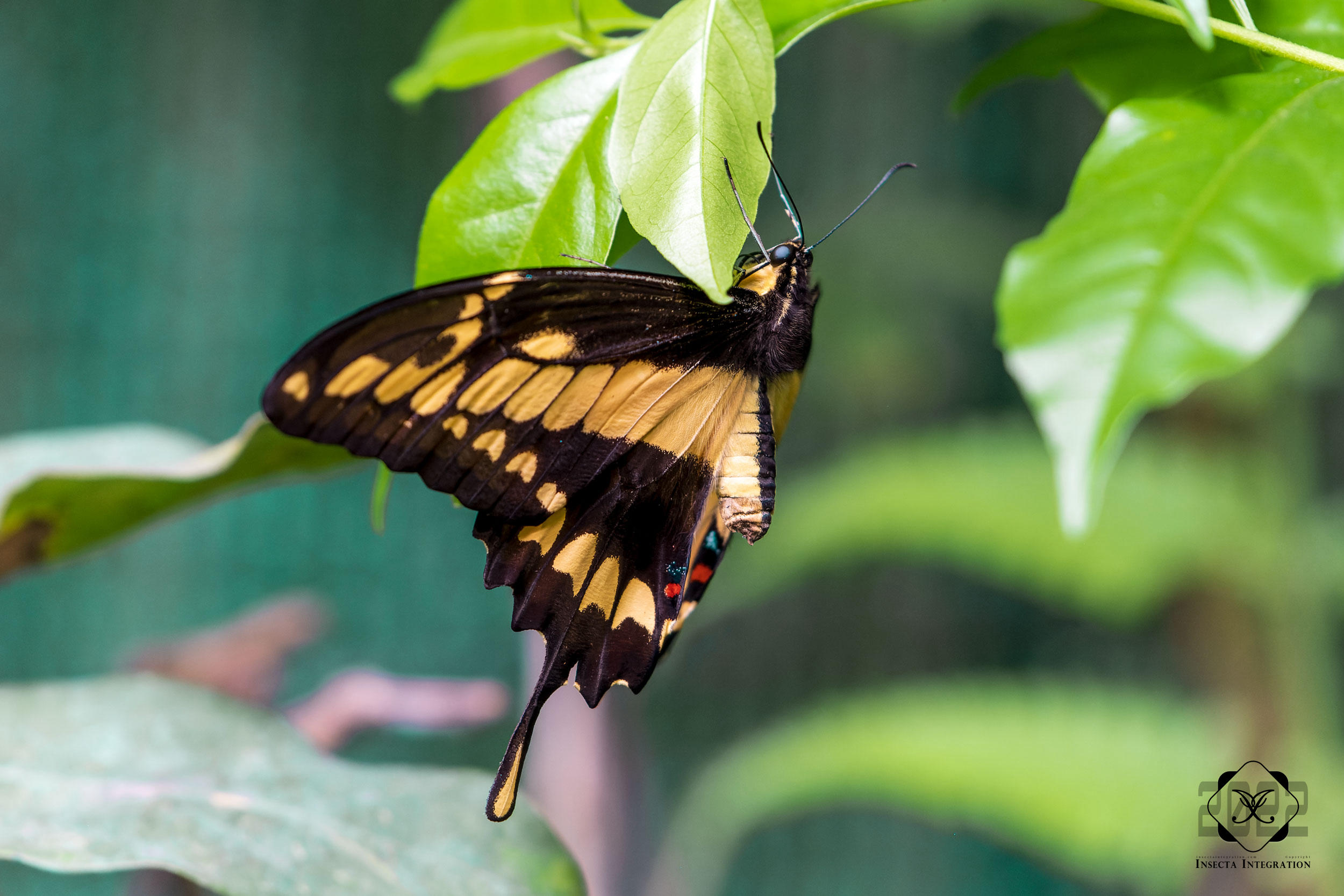 敏芷凤蝶 Papilio thoas HNH1