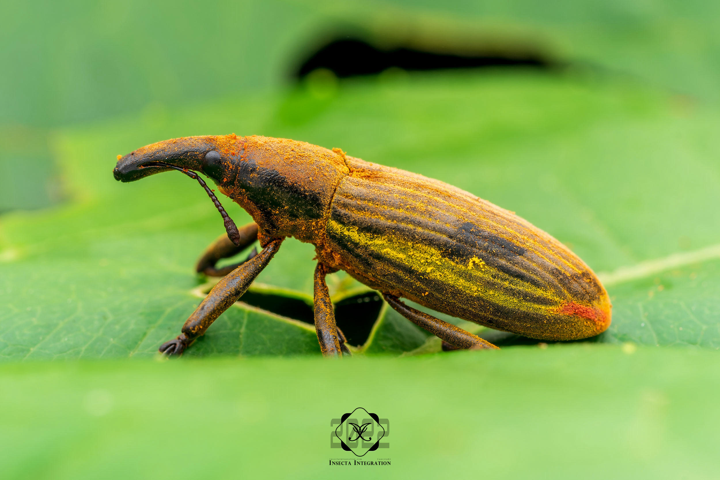 Read more about the article 金带筒喙象甲 Lixus apterus