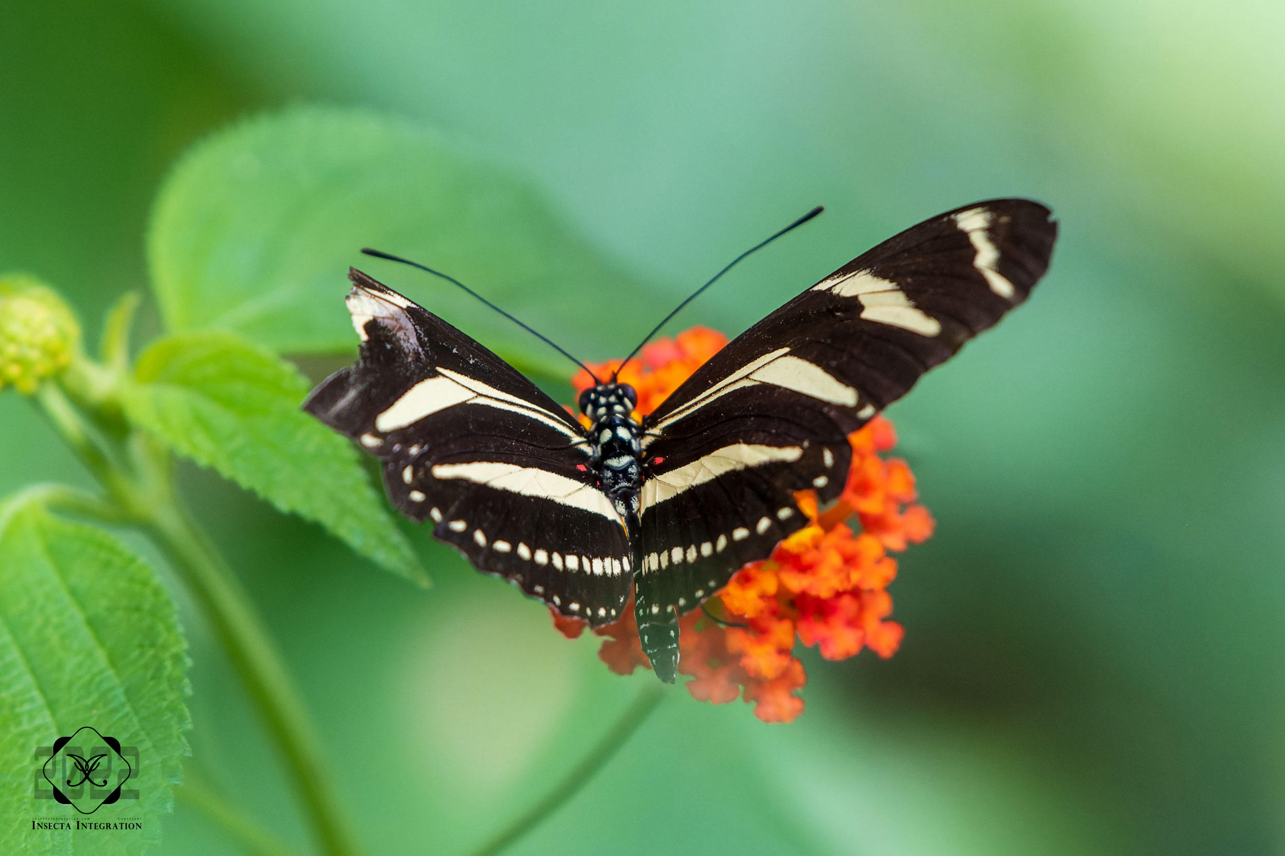 Read more about the article 黄条袖蝶 Heliconius charithonia