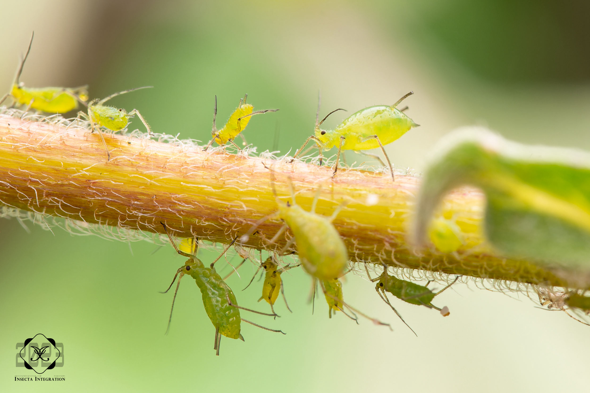 无网管蚜属 Acyrthosiphon – IISDW