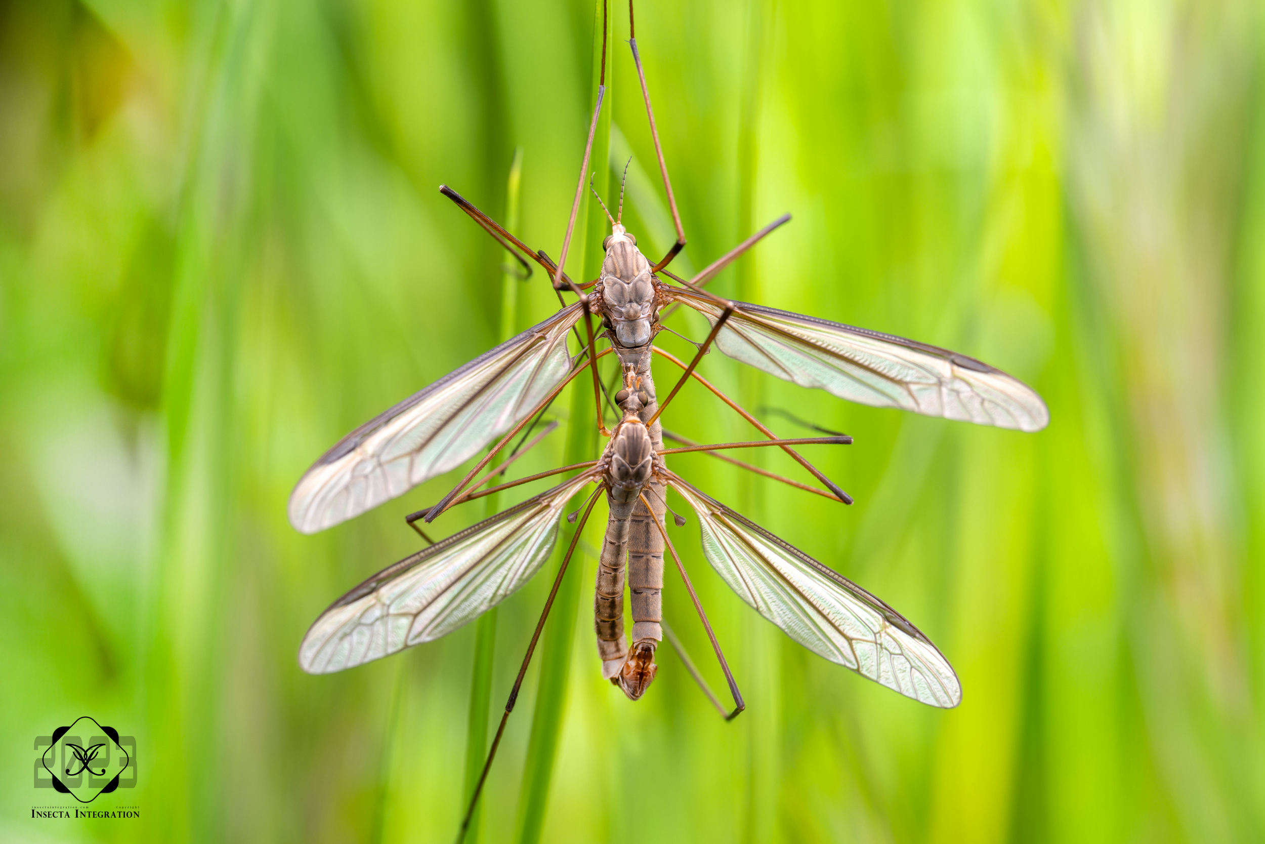 Read more about the article 沼泽大蚊 Tipula oleracea