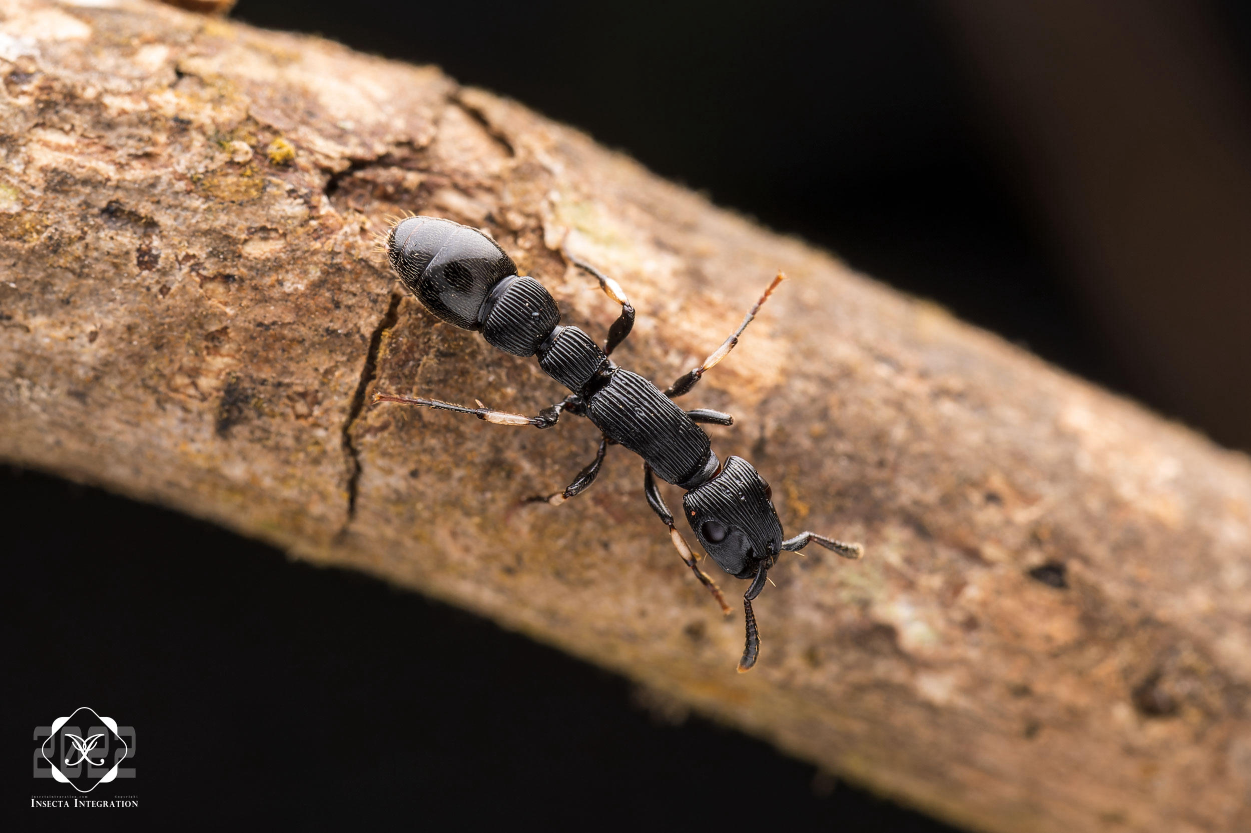 Read more about the article 温氏柱蚁 Cylindromyrmex whymperi