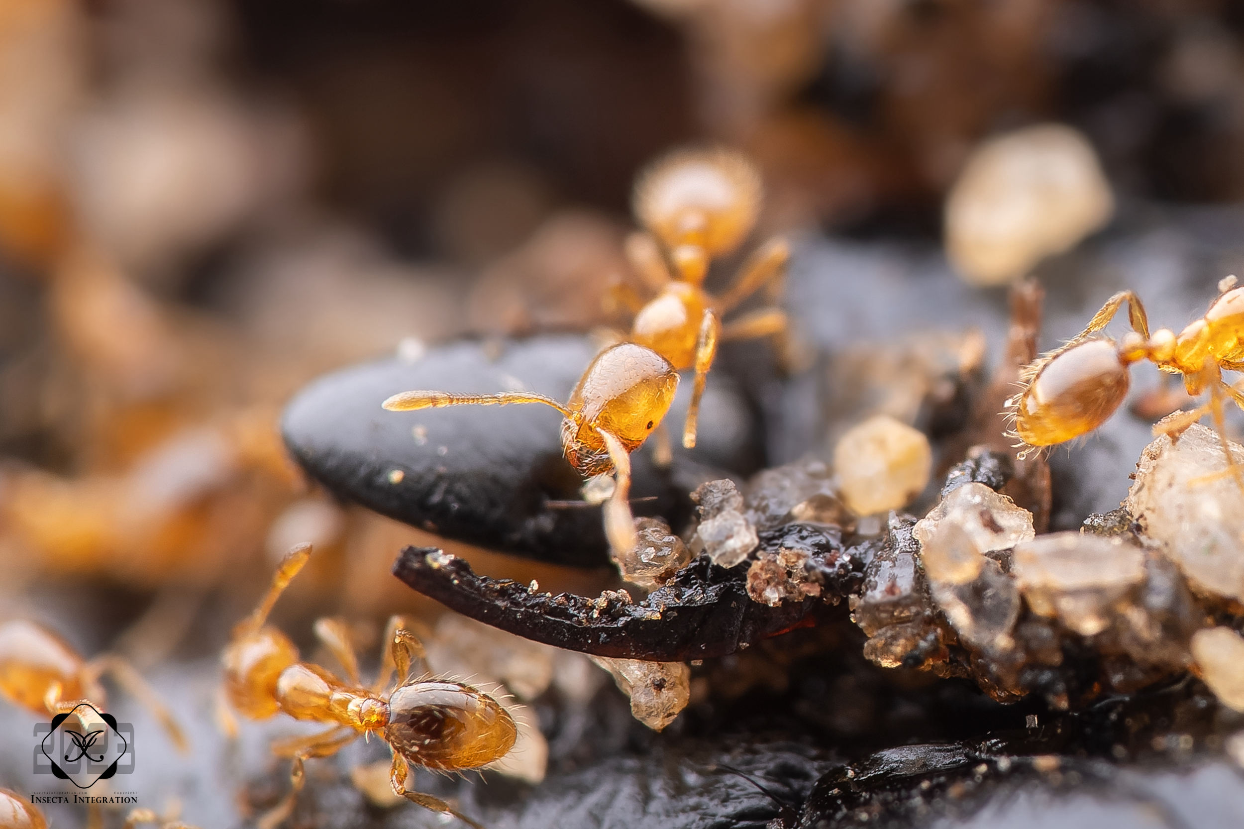 烦扰火蚁 Solenopsis molesta – IISDW