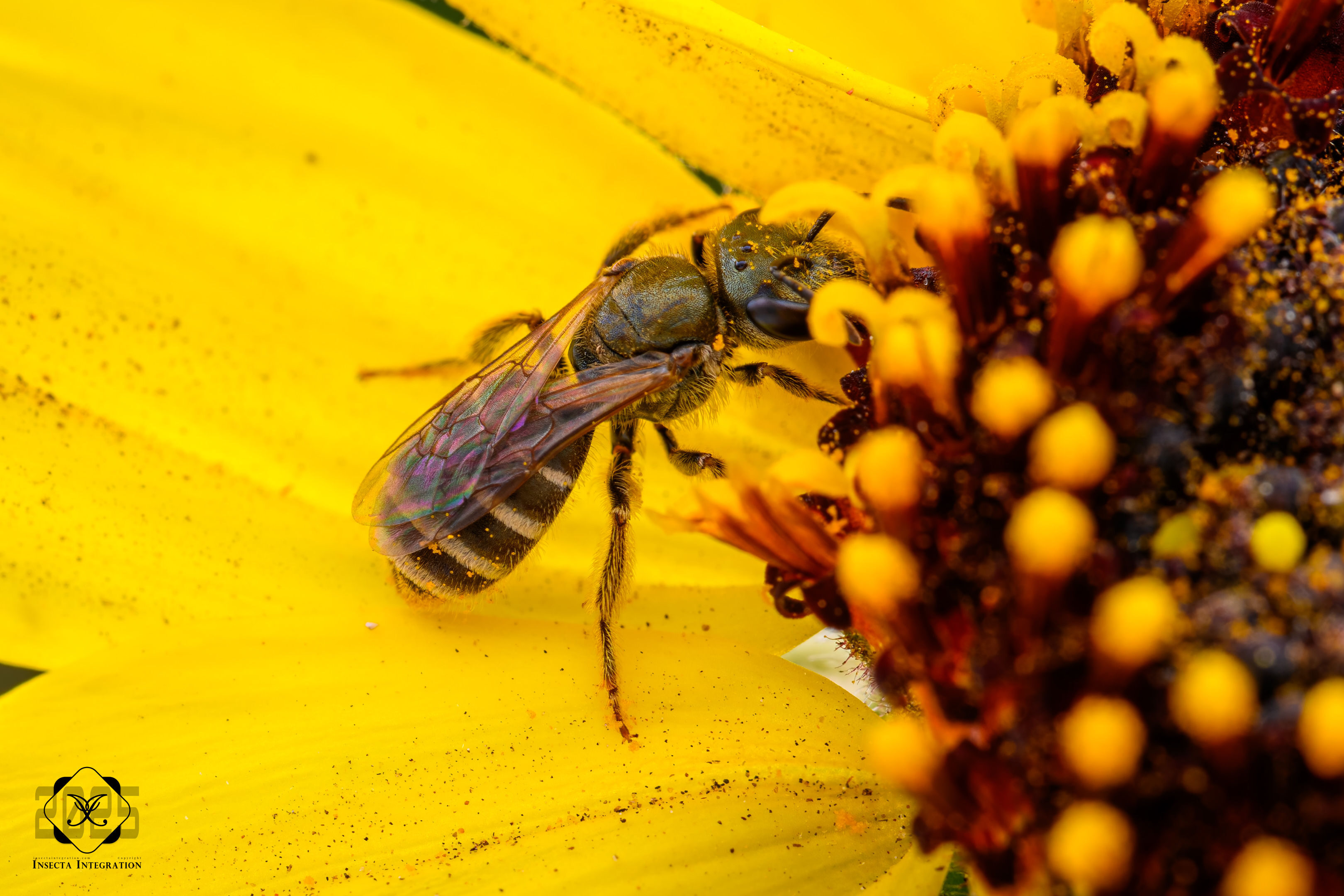 Read more about the article 三分隧蜂 Halictus tripartitus