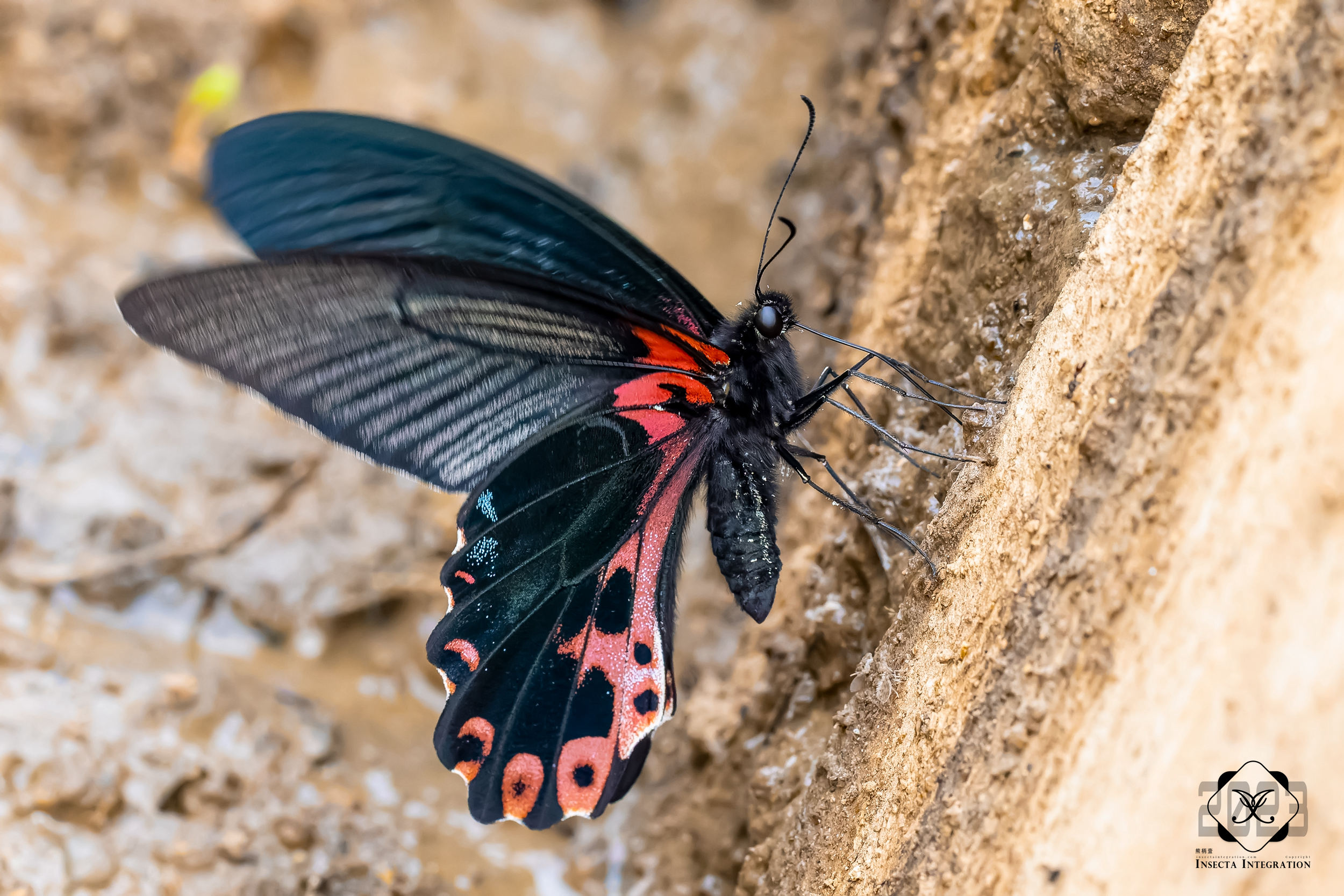 红基美凤蝶 Papilio alcmenor ♂ HNH1
