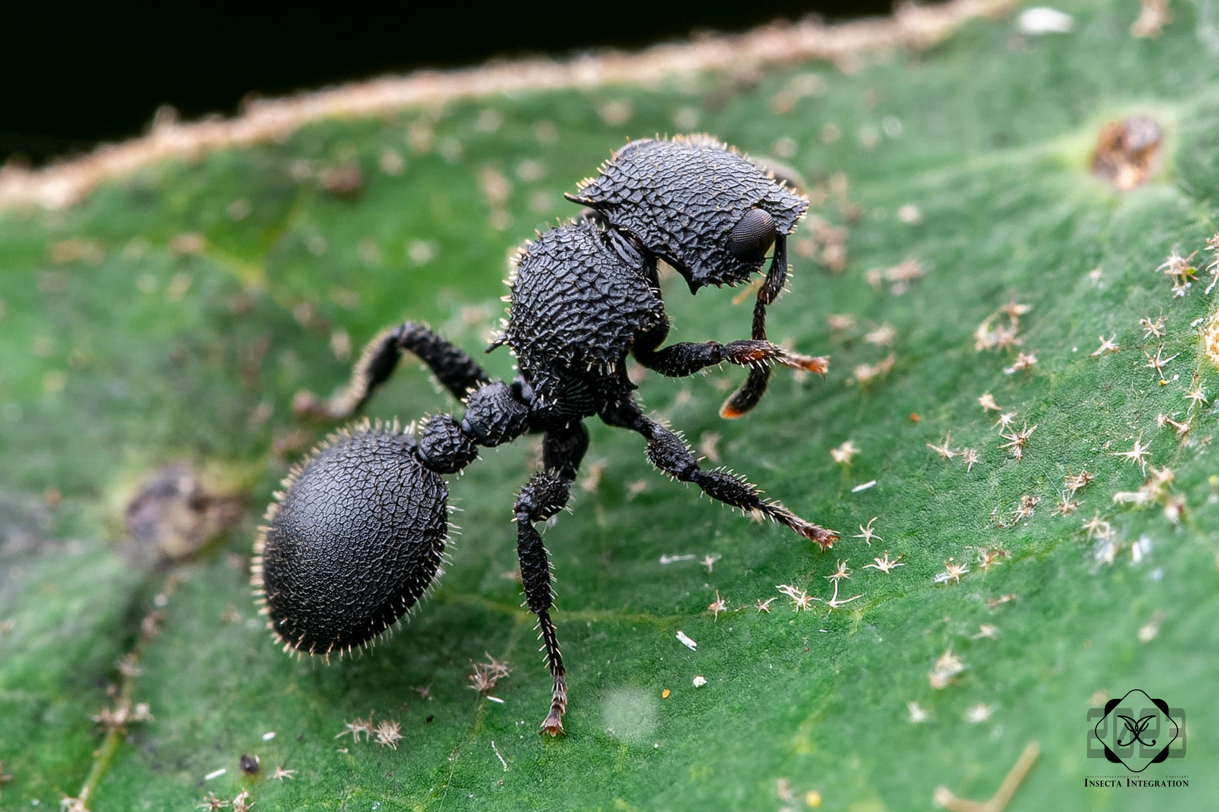 刺毛沟切叶蚁 Cataulacus hispidulus – IISDW
