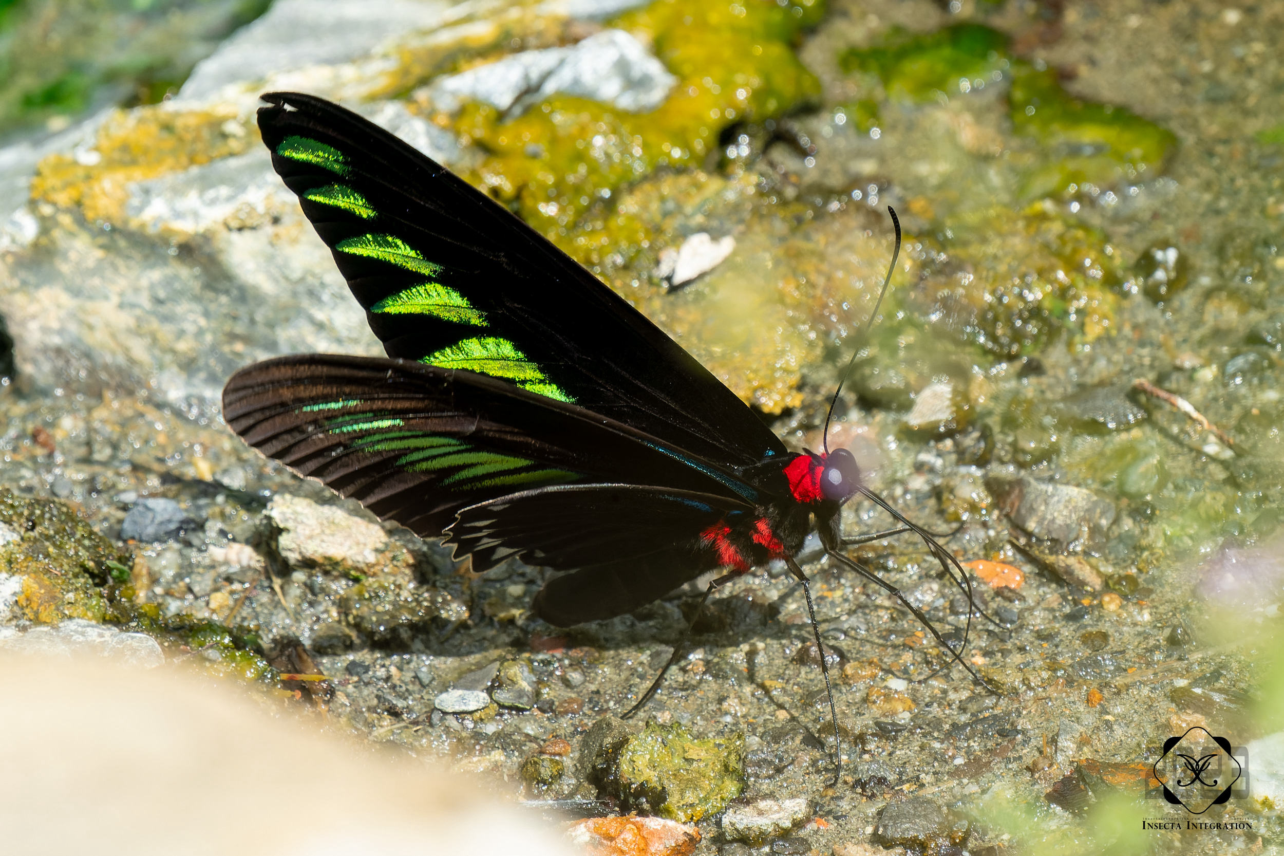 翠叶红颈凤蝶 Trogonoptera brookiana – IISDW