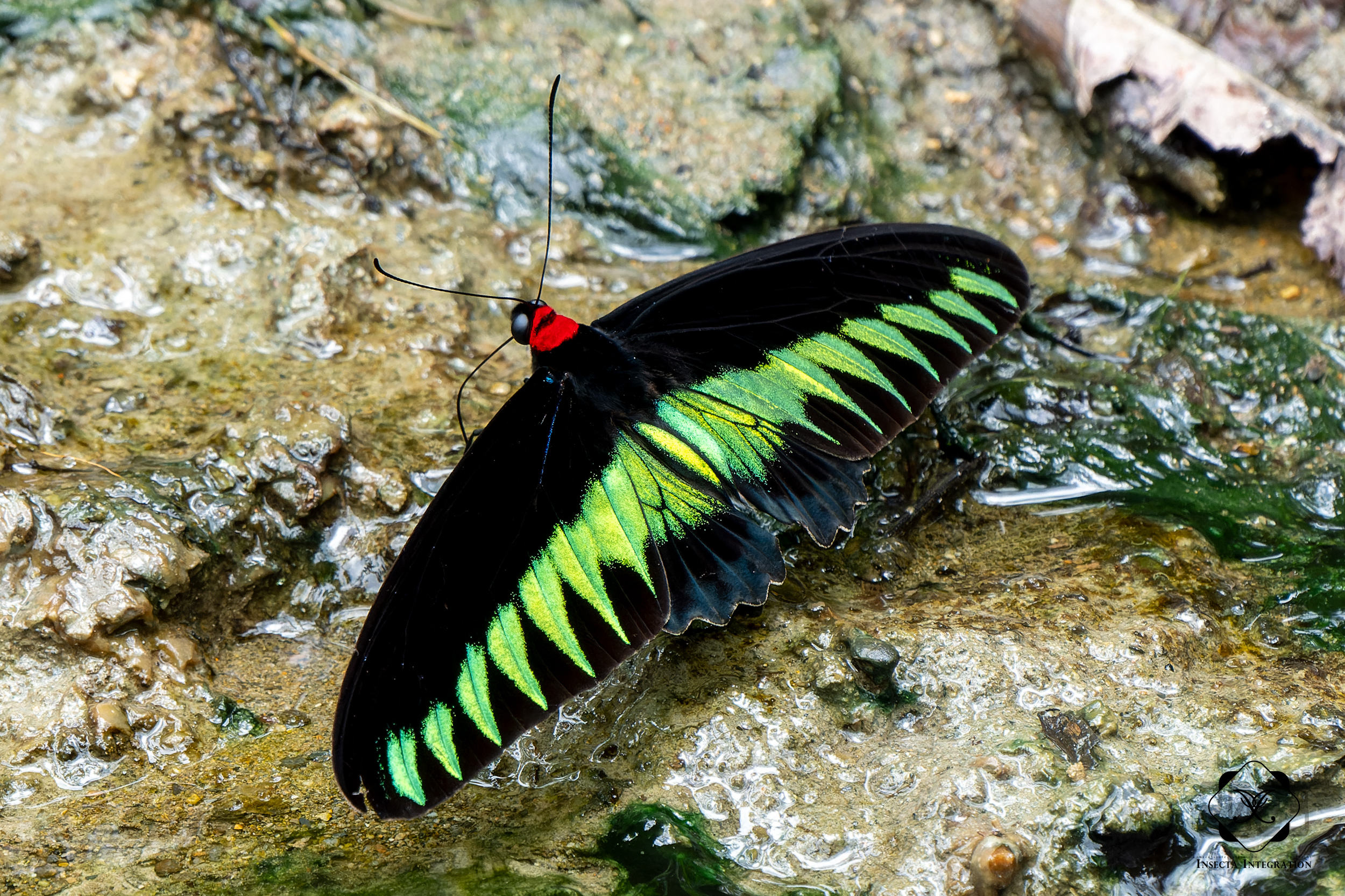 翠叶红颈凤蝶 Trogonoptera brookiana – IISDW