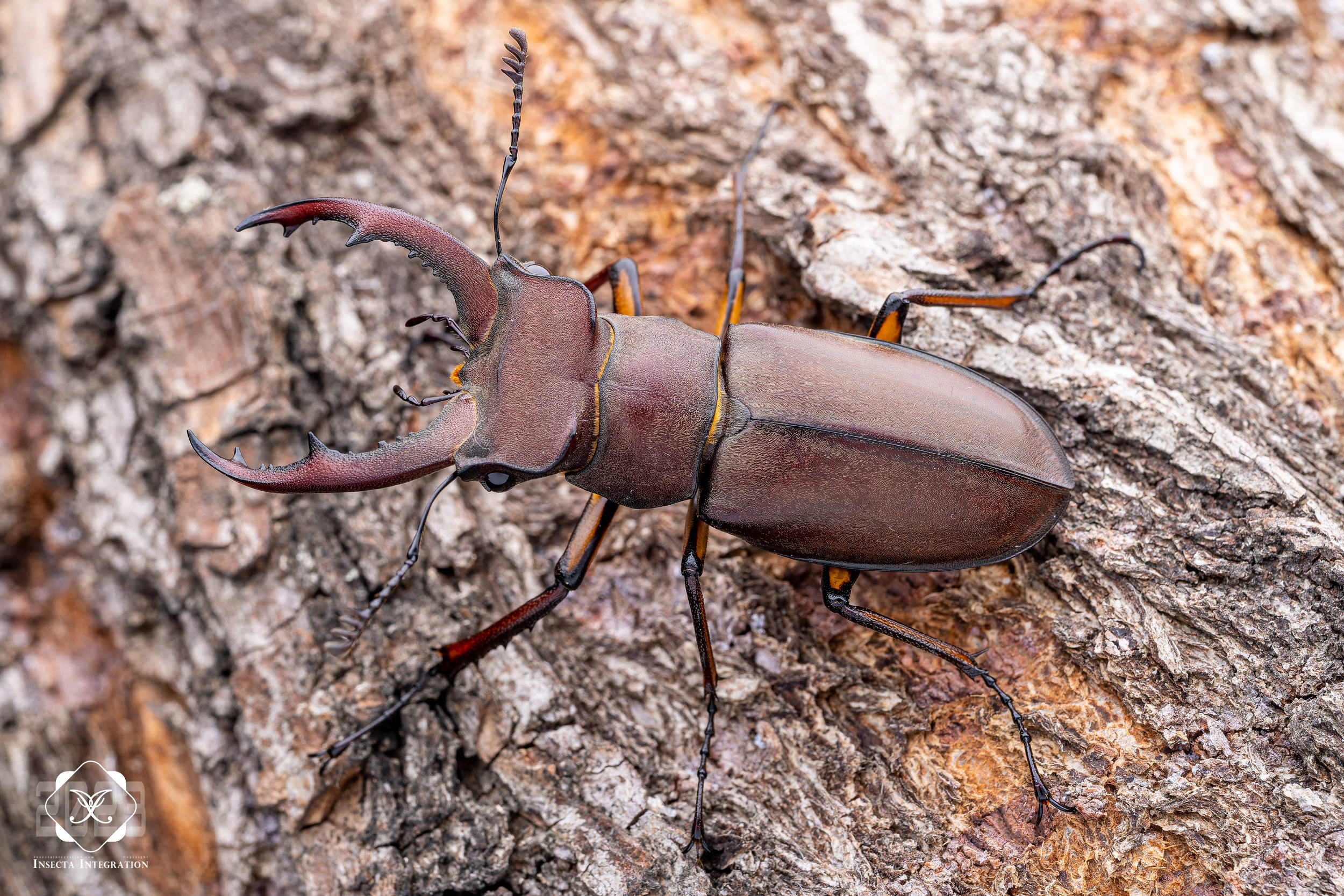 Read more about the article 宽叉深山锹甲 Lucanus fonti